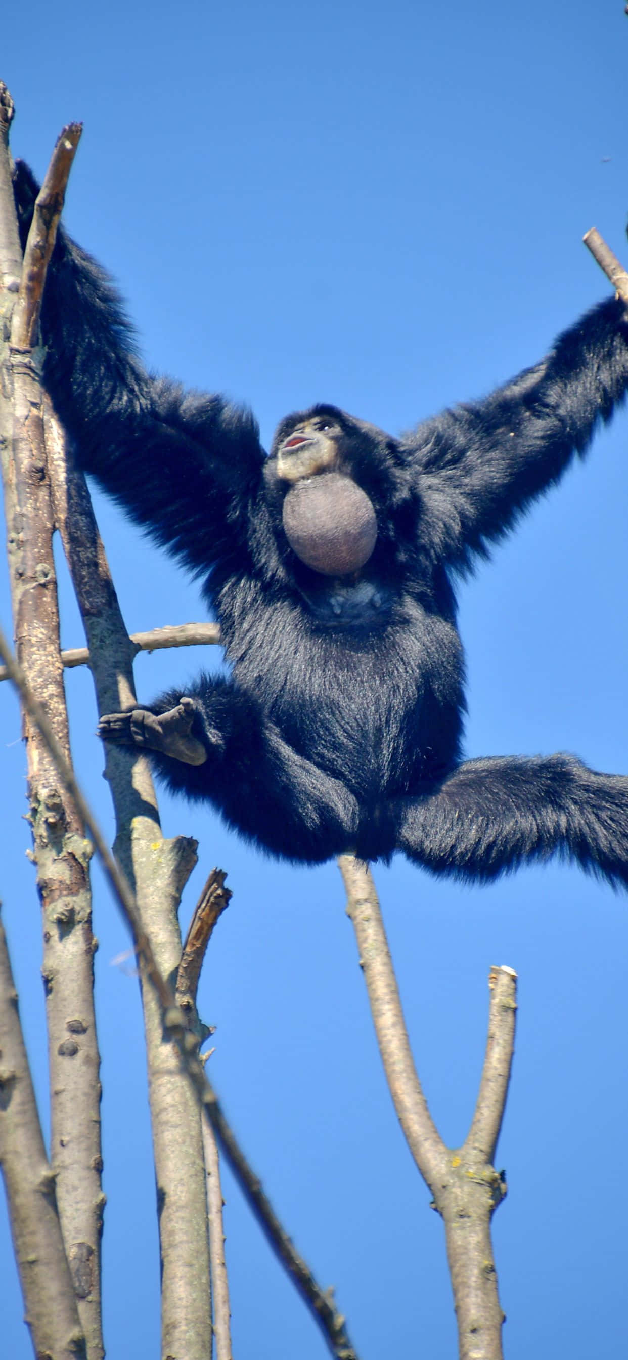 Gjør deg klar til å låse opp nye muligheter med iPhone XS Max Gibbon Bakgrunner