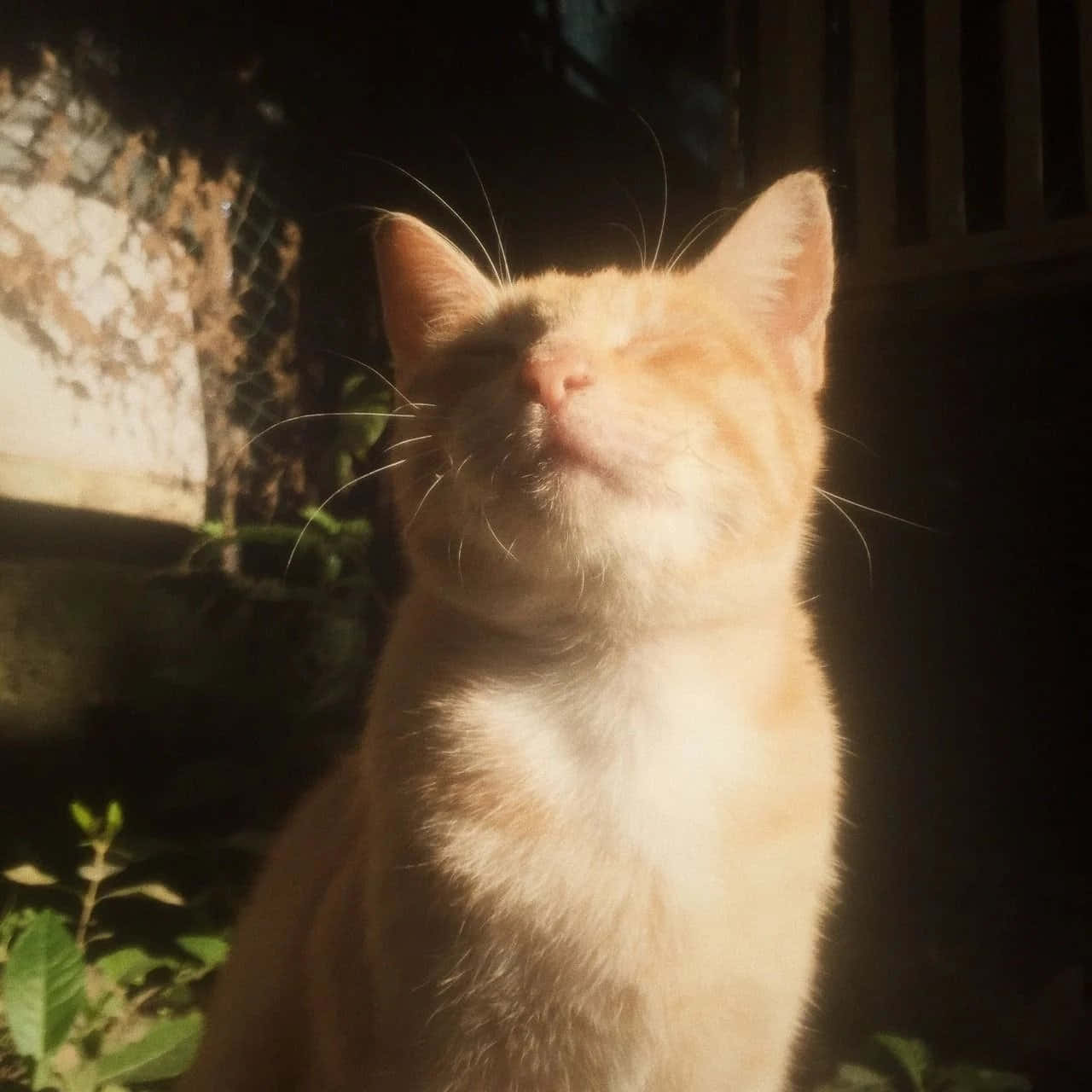 Gjør verden mer stilig med Aesthetic Cat Bakgrunner