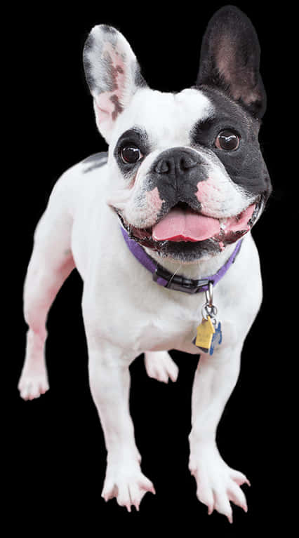 Glad fransk bulldog som står Bakgrunner