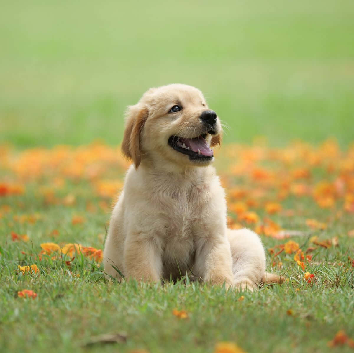 Glad gyllen retriever valp bilde Bakgrunner