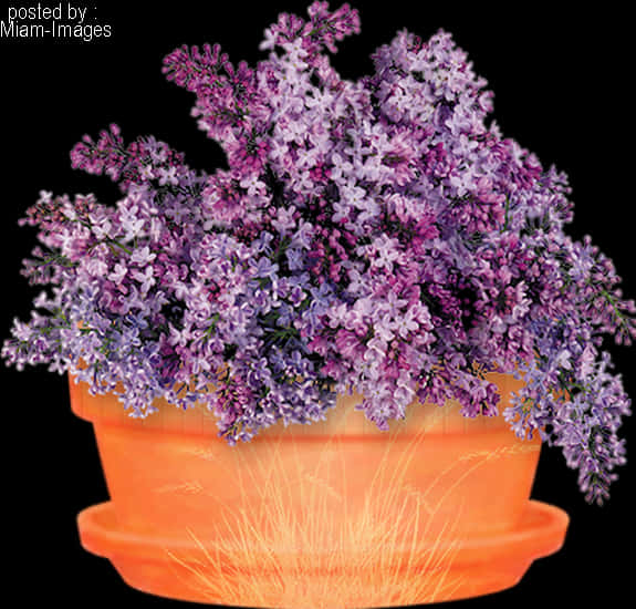 Glødende potte med lilla blomster Bakgrunner