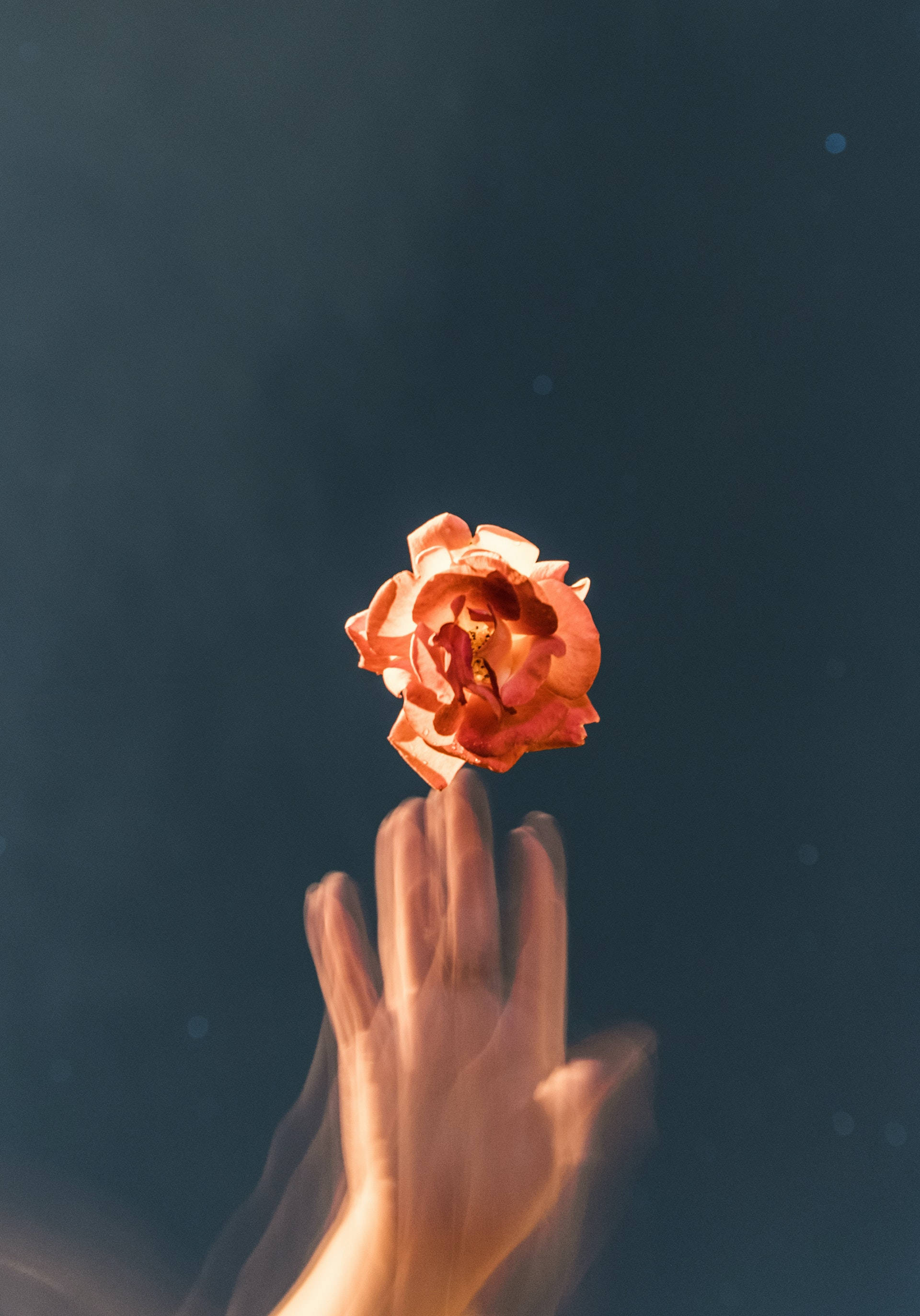 Glitch-oransje rose estetisk Bakgrunner