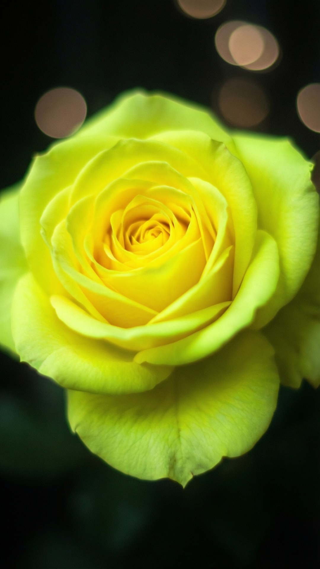 Glødende neongul rose Bakgrunner