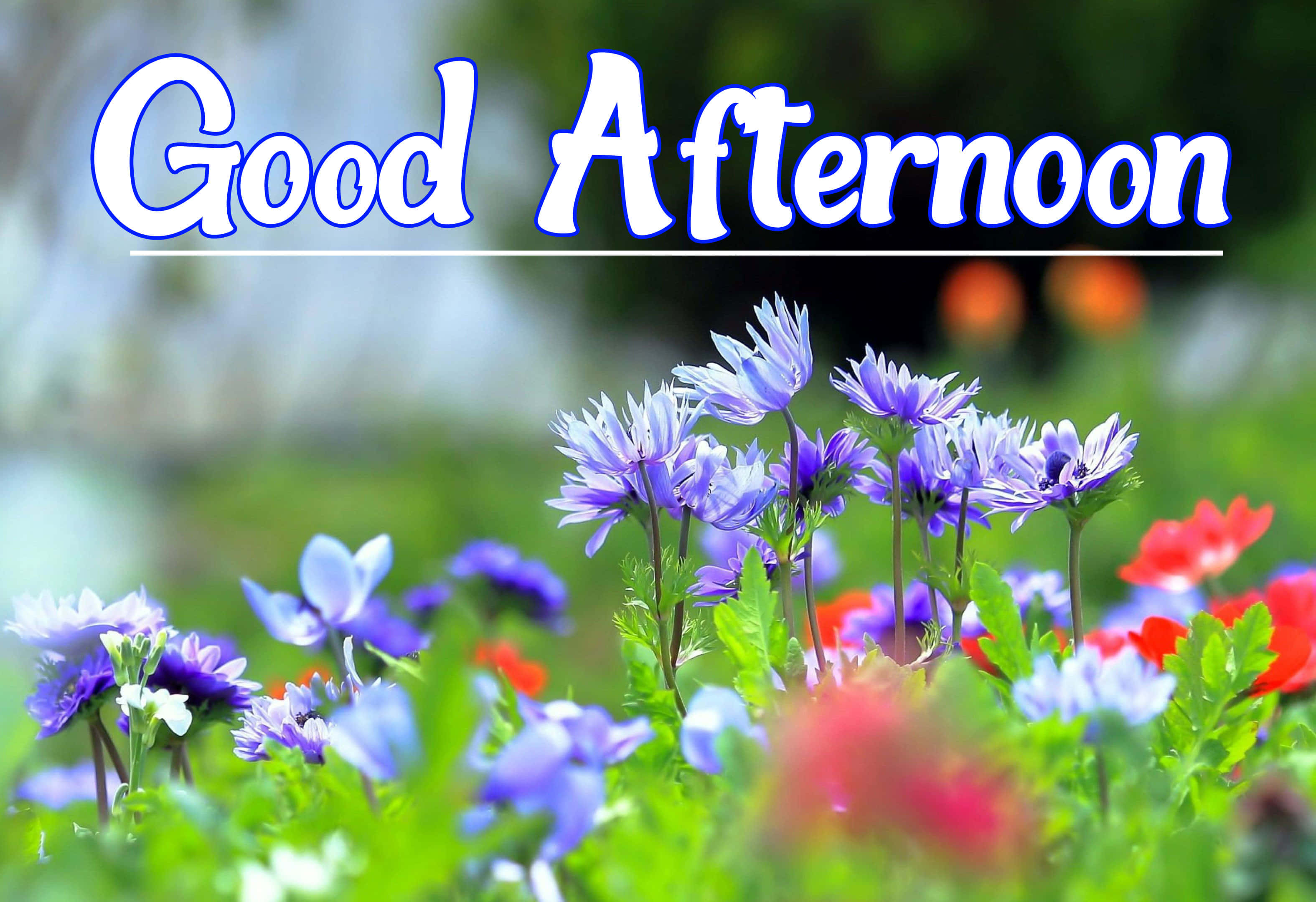 God ettermiddag vårdag blomsterbilde Bakgrunner