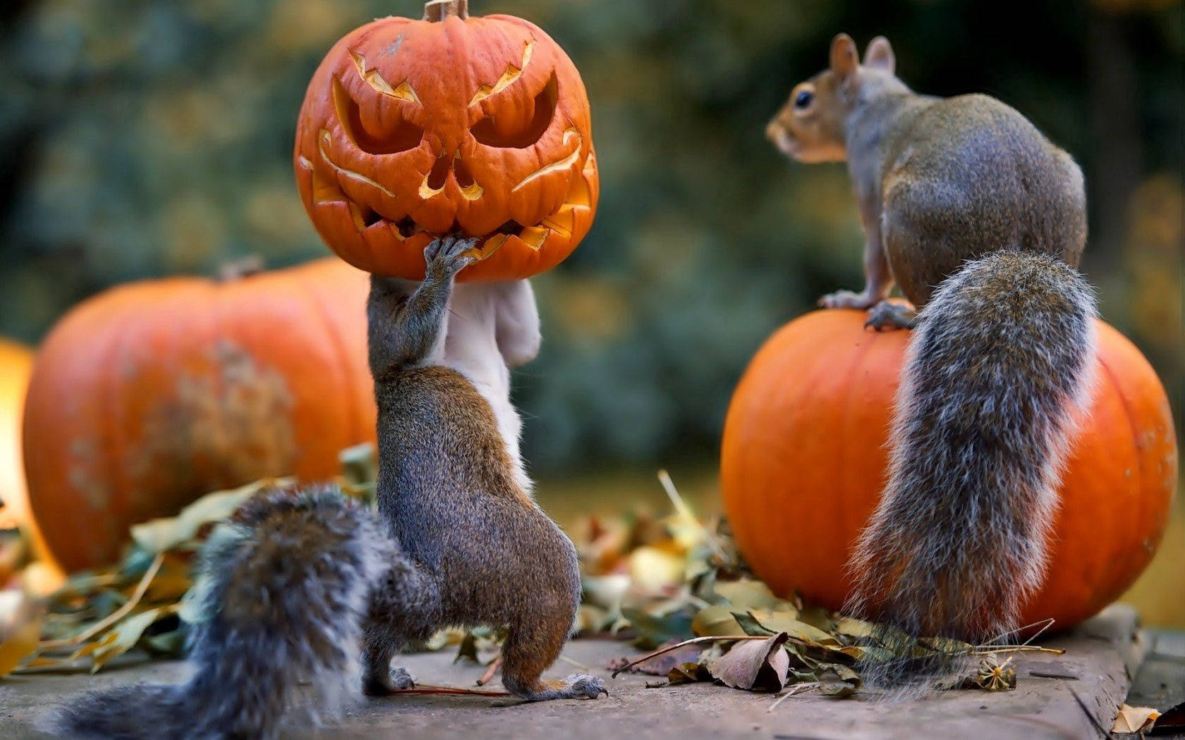 God Halloween fra disse to ekornene! Bakgrunner