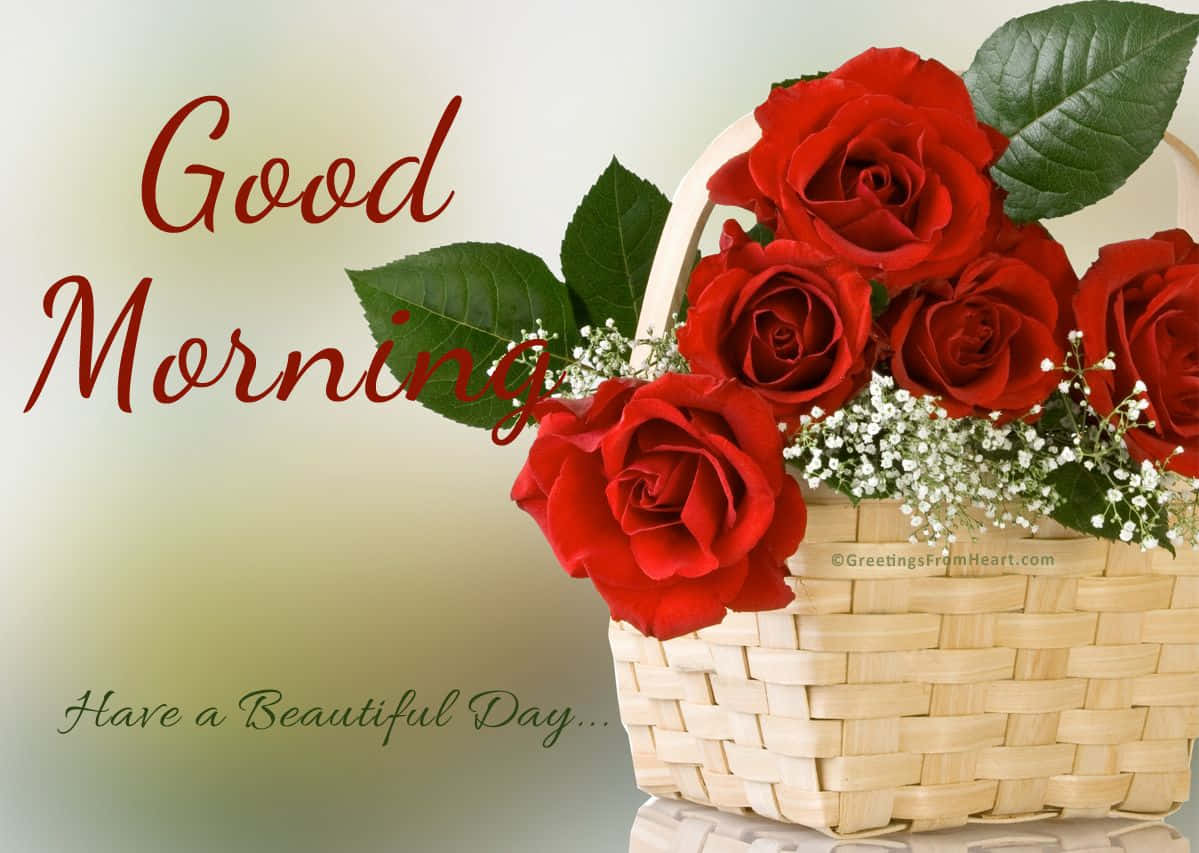 God morgen rød rose blomst bilde Bakgrunner