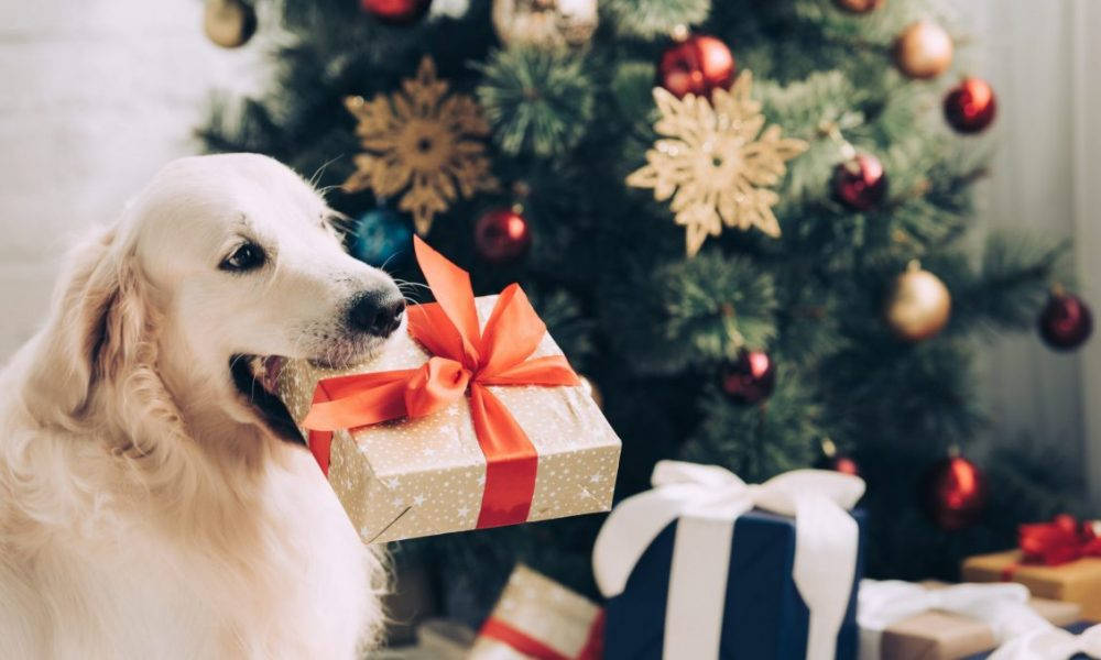 Golden Retriever-hund med julegave Bakgrunner