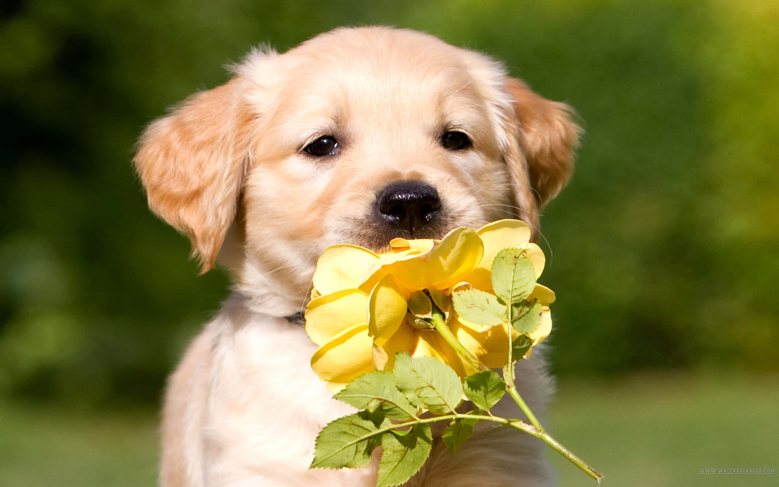 Golden Retriever Valp med Blomst Bakgrunner