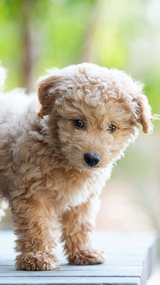 Goldendoodle liten hund portrettbilde Bakgrunner