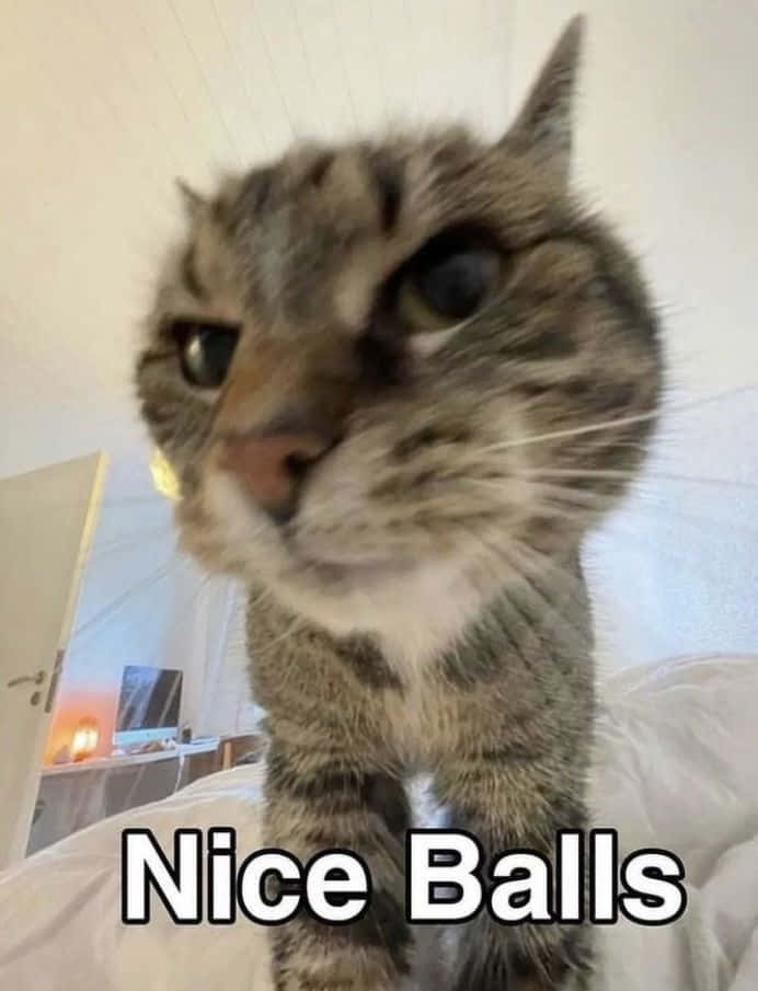 Goofy Ahh morsom kattememe-bilde med teksten Nice Balls Bakgrunner