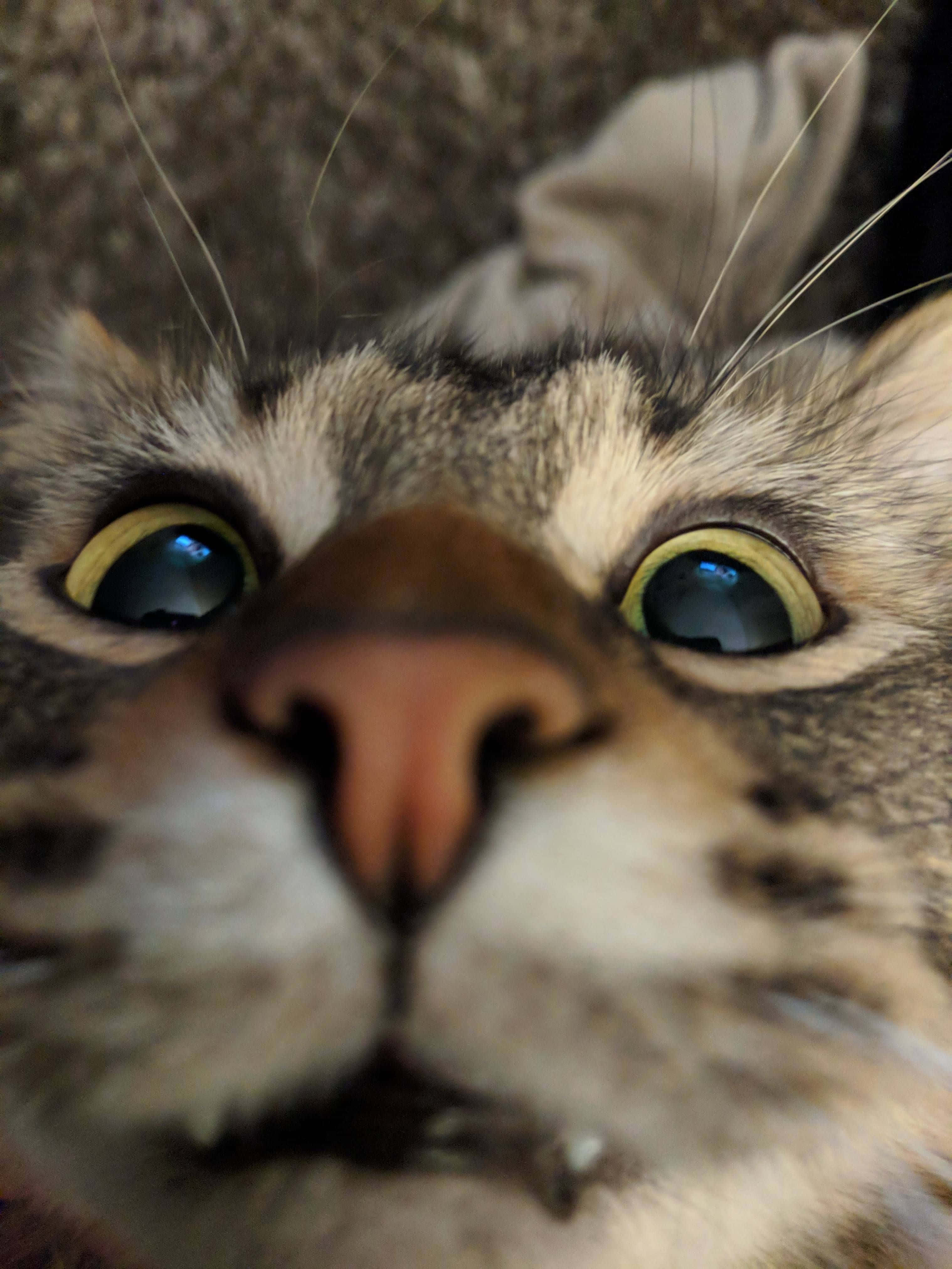 Goofy Face Søt Katt PFP Bakgrunner
