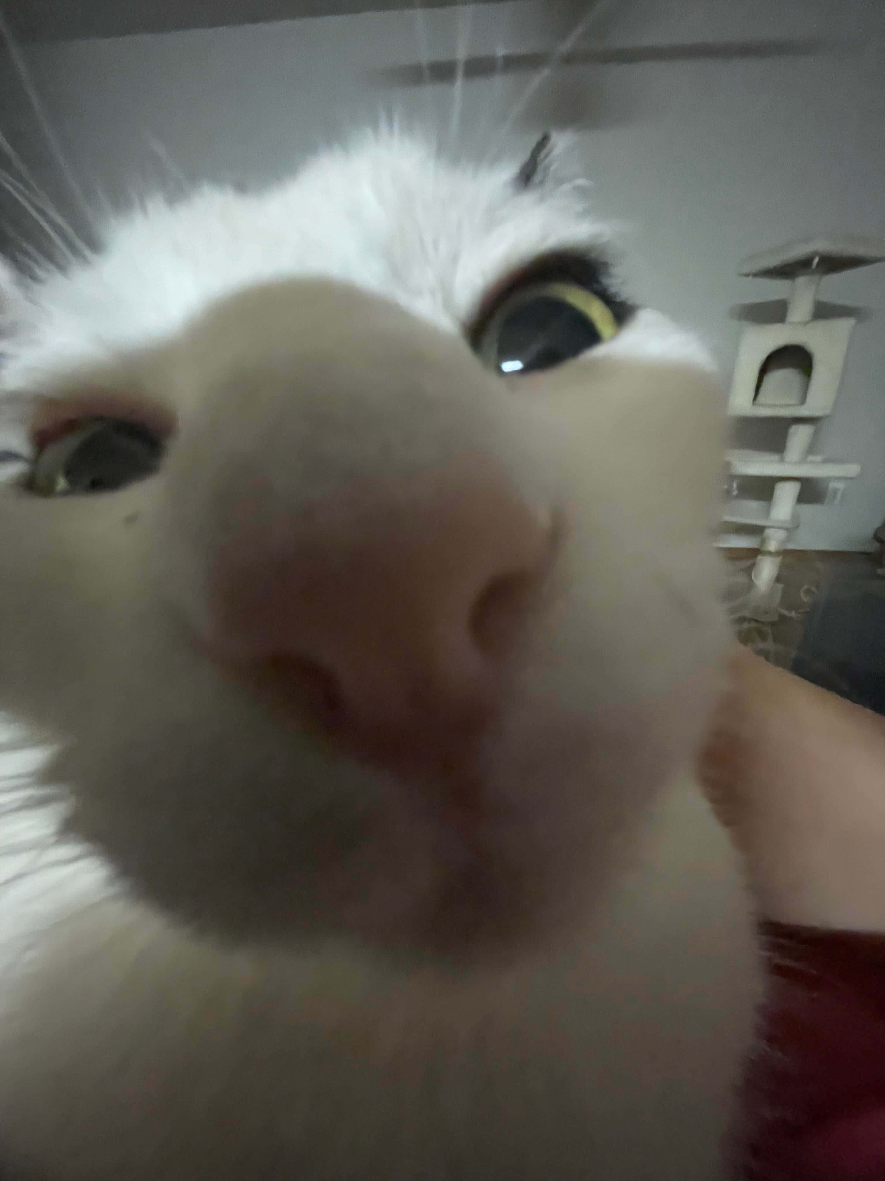 Goofy Nærbilde Søt Katt PFP Bakgrunner
