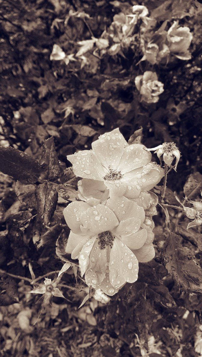 Gråskala blomster floral iPhone Bakgrunner