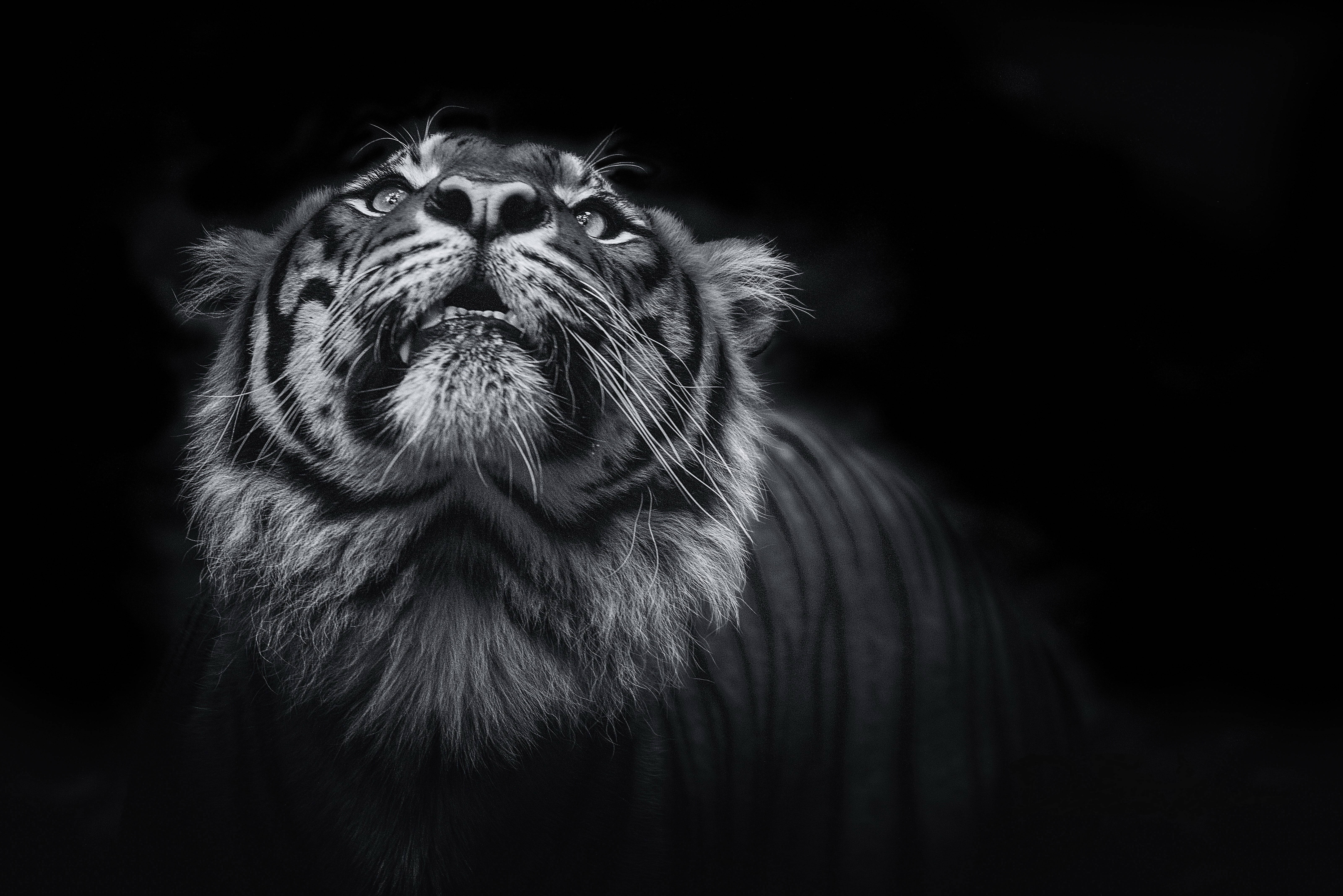 Gråtoner 8K Tiger UHD Bakgrunner