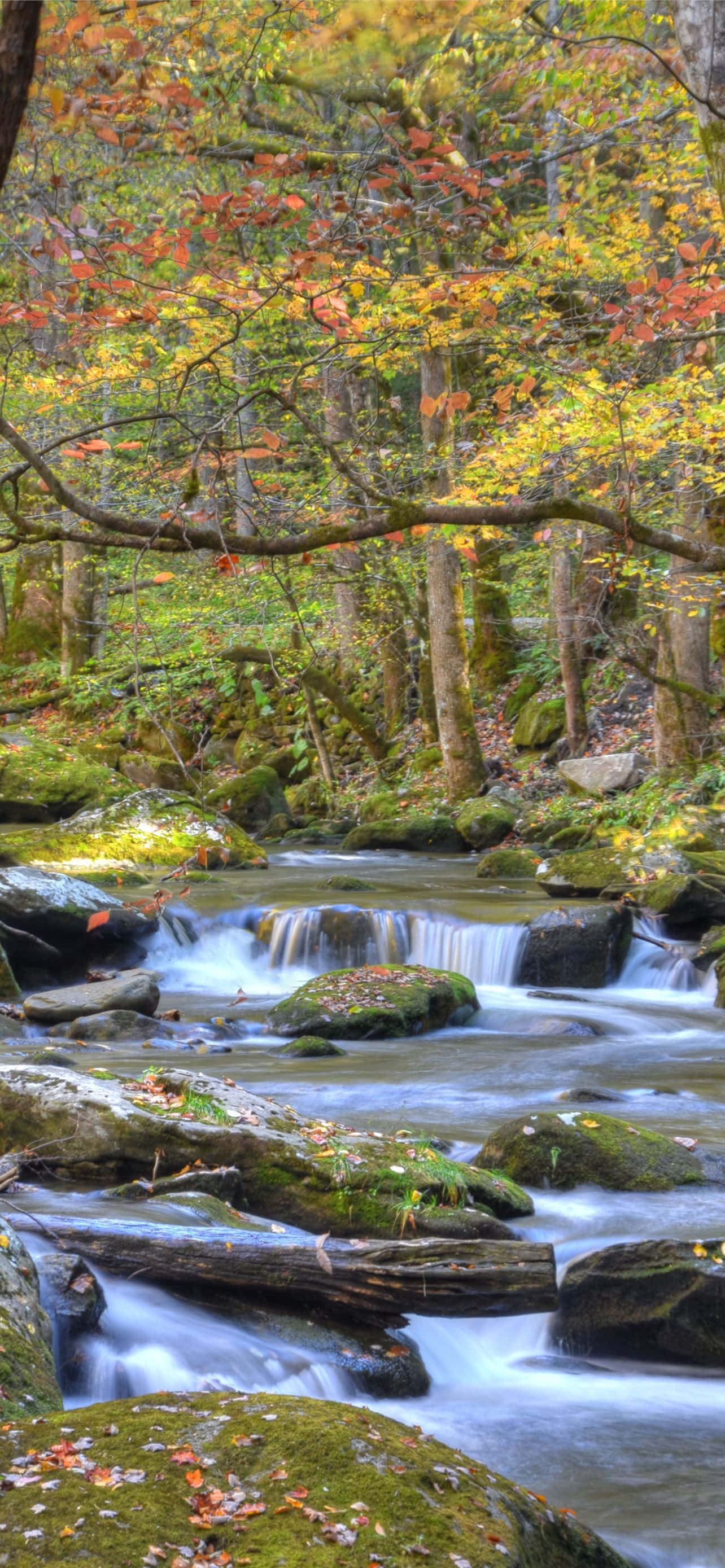 Great Smoky Mountains National Park River Rocky Bakgrunner