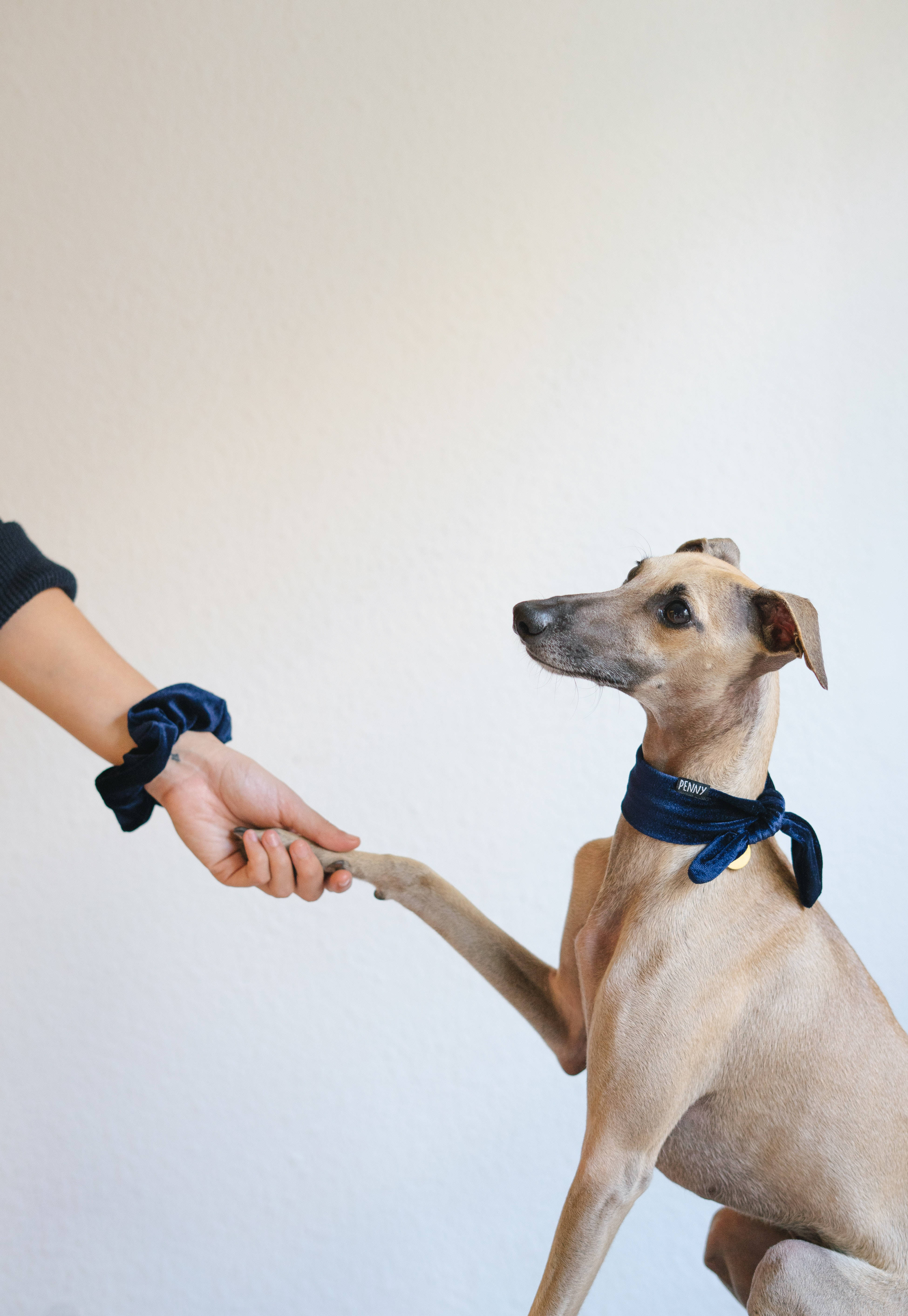 Greyhound som håndhilser Bakgrunner