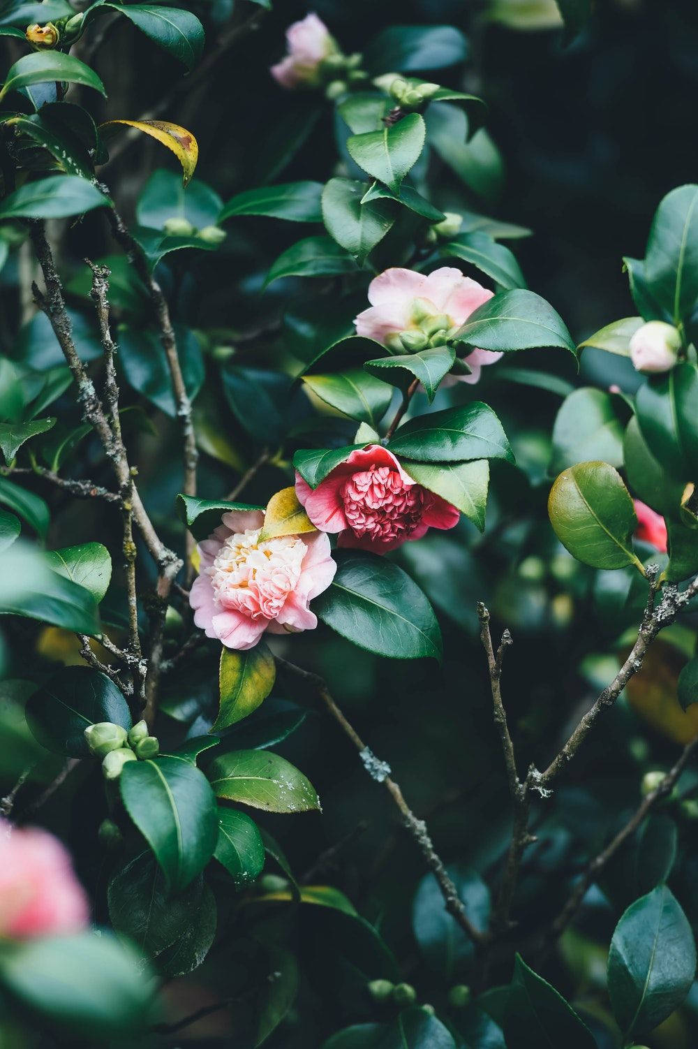 Grønne blader og blomster iPhone Bakgrunner