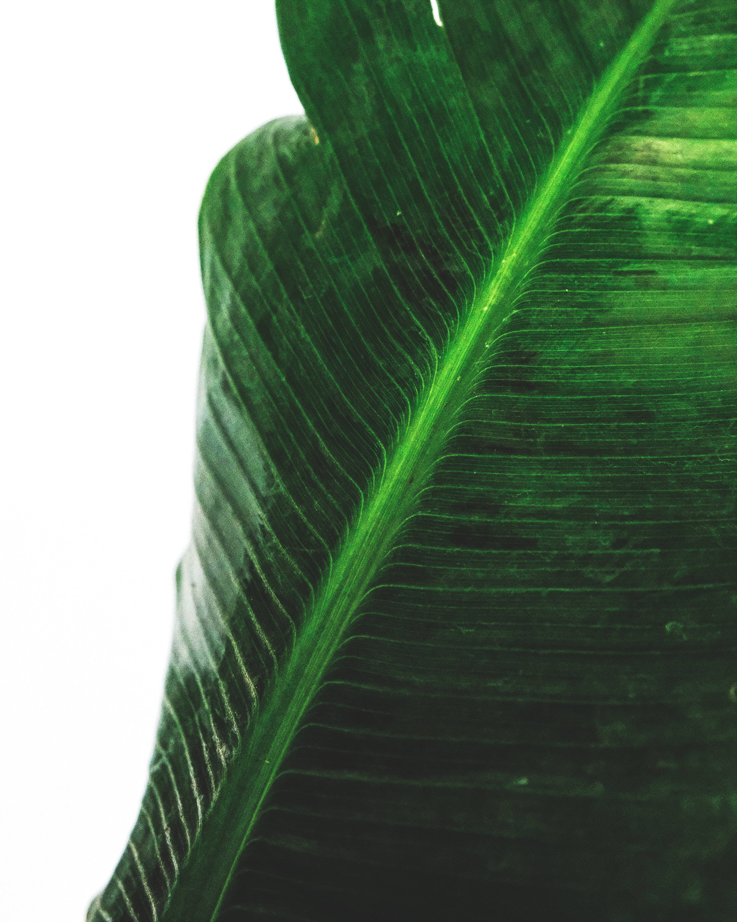 Grønt bananblad fotografi Bakgrunner