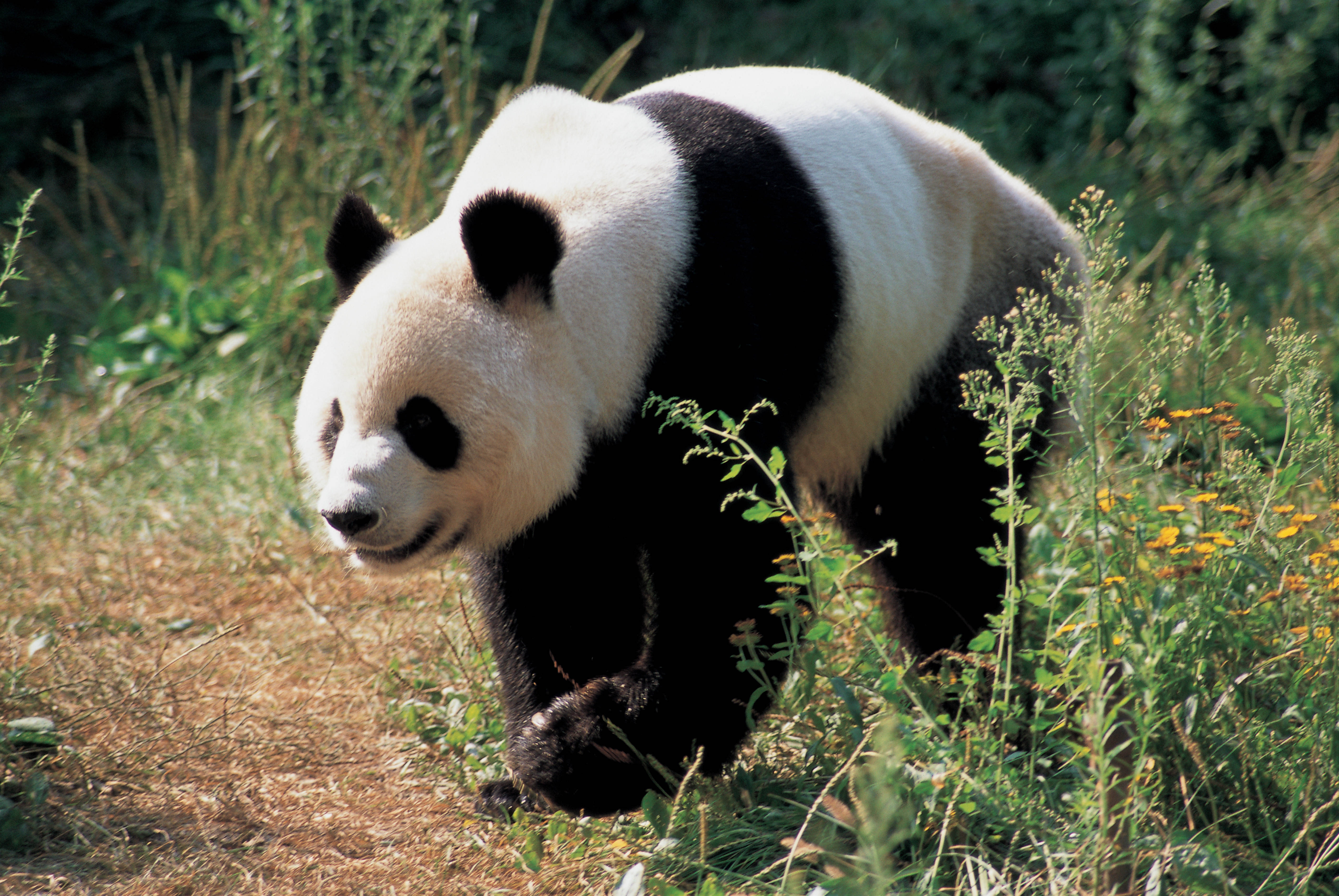 Grønt gress panda Bakgrunner