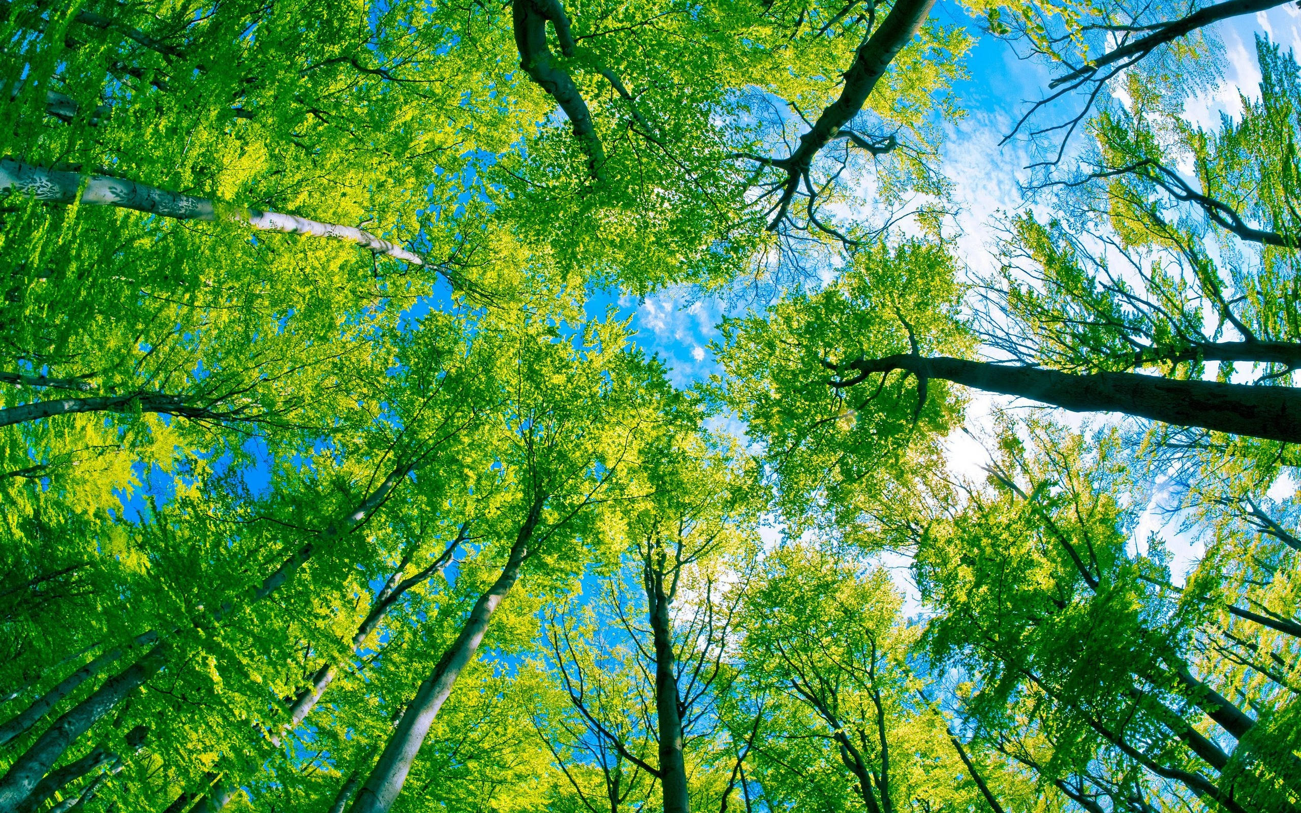 Grønn himmel tett skog Bakgrunner