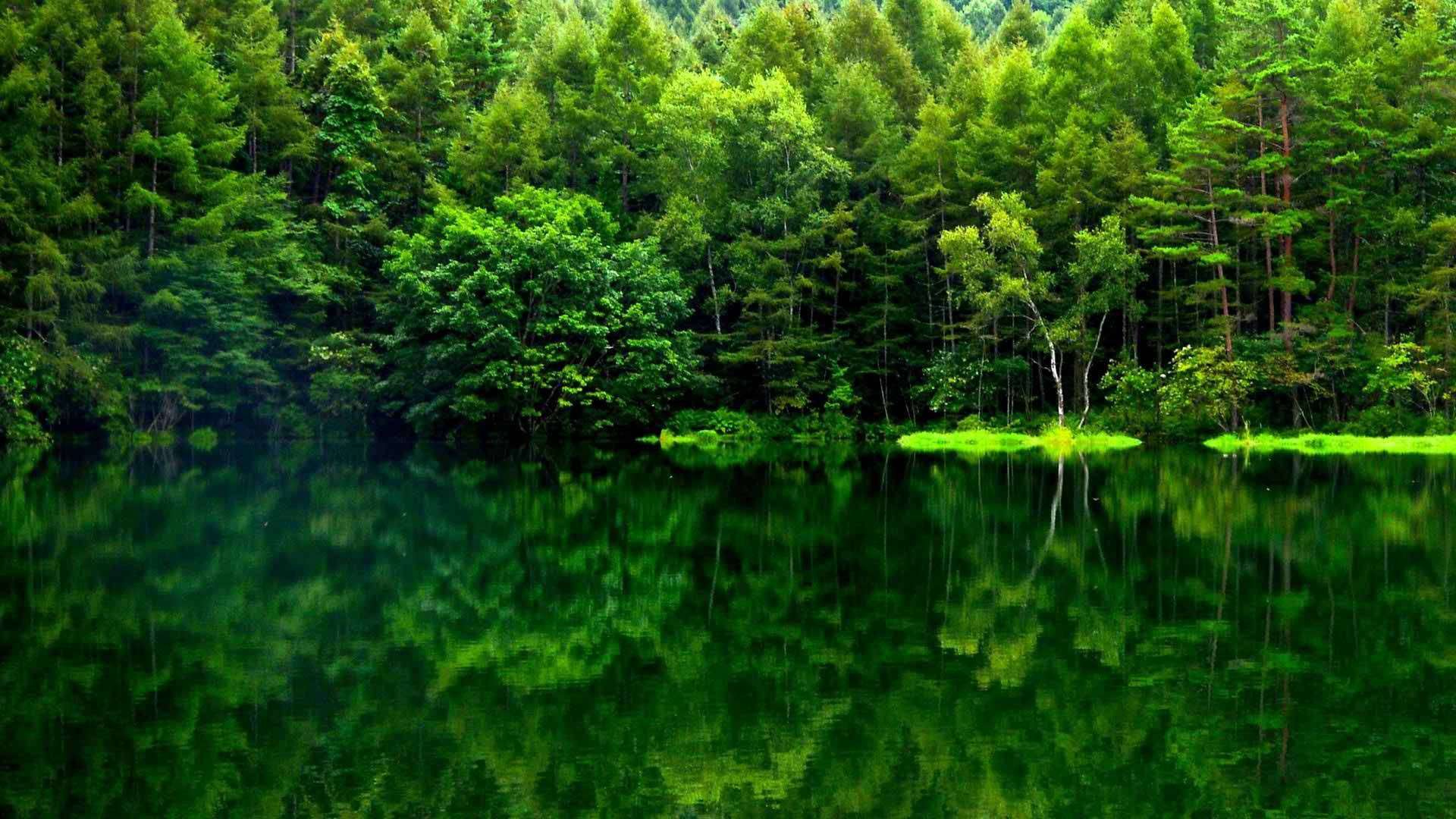Grønn skogutsikt refleksjon Bakgrunner
