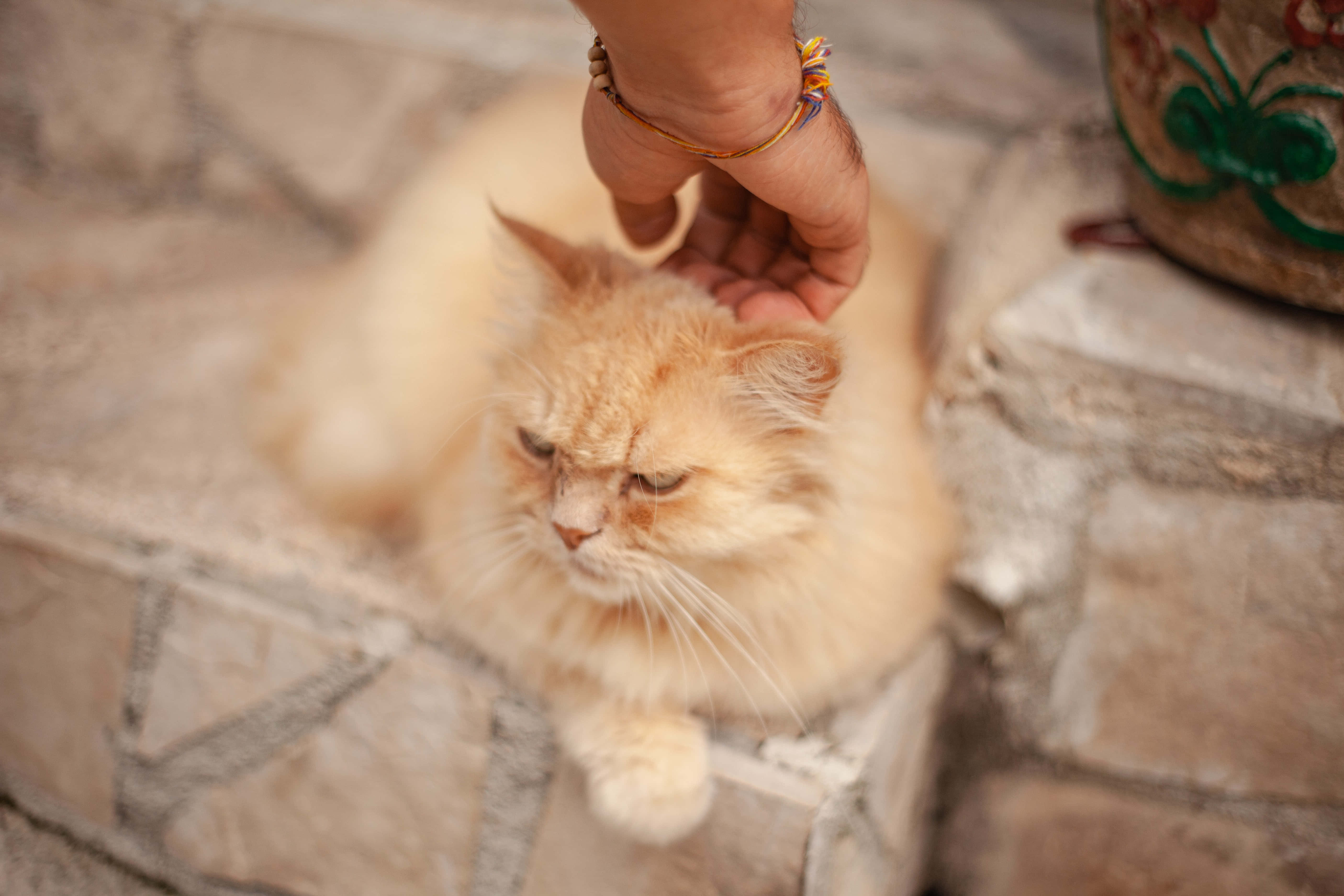 Grumpy Cat-bilder Bakgrunner