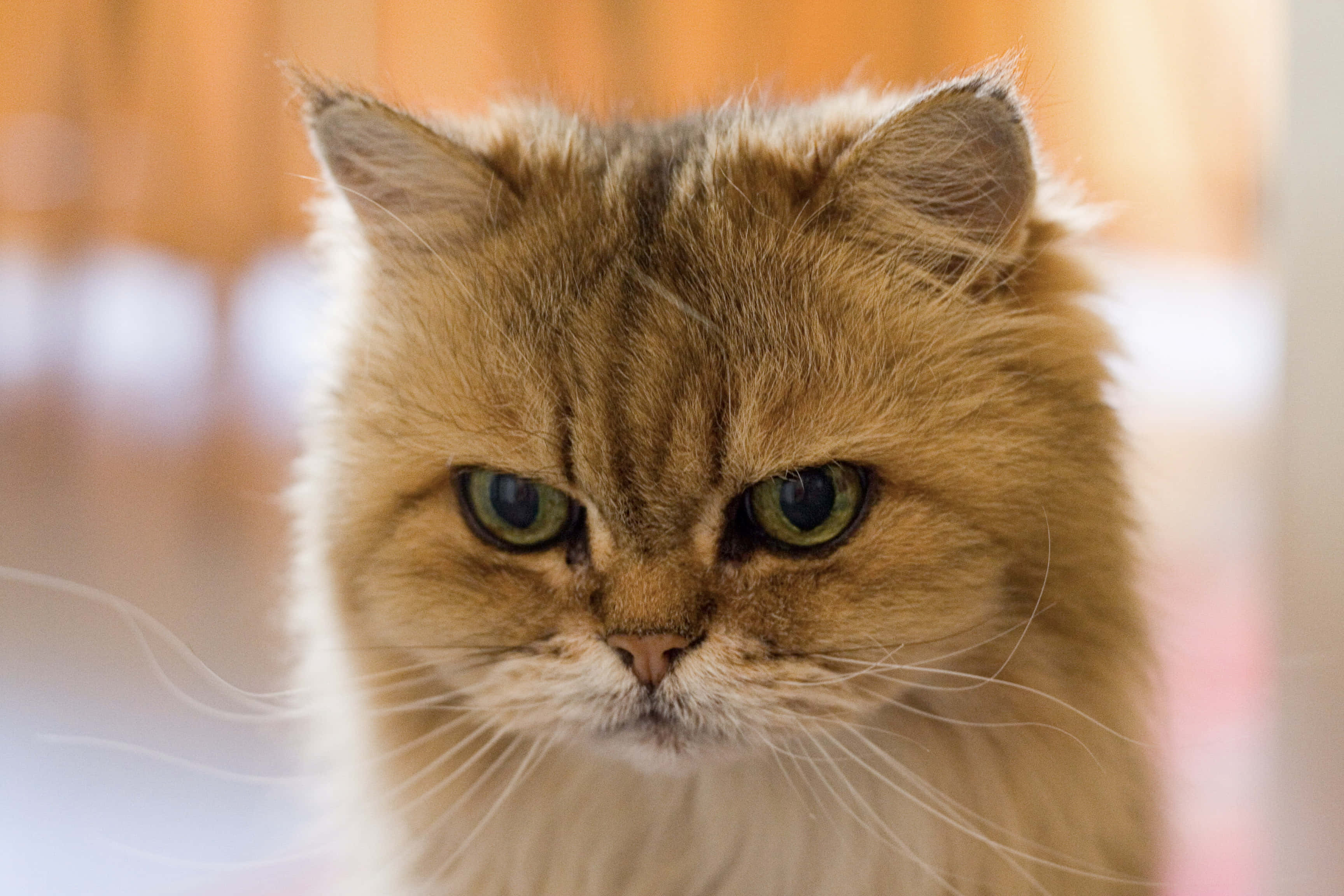 «Grumpy Cat er så lei seg!» Bakgrunner