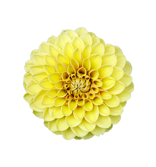 Gul dahlia på svart bakgrunn Bakgrunner