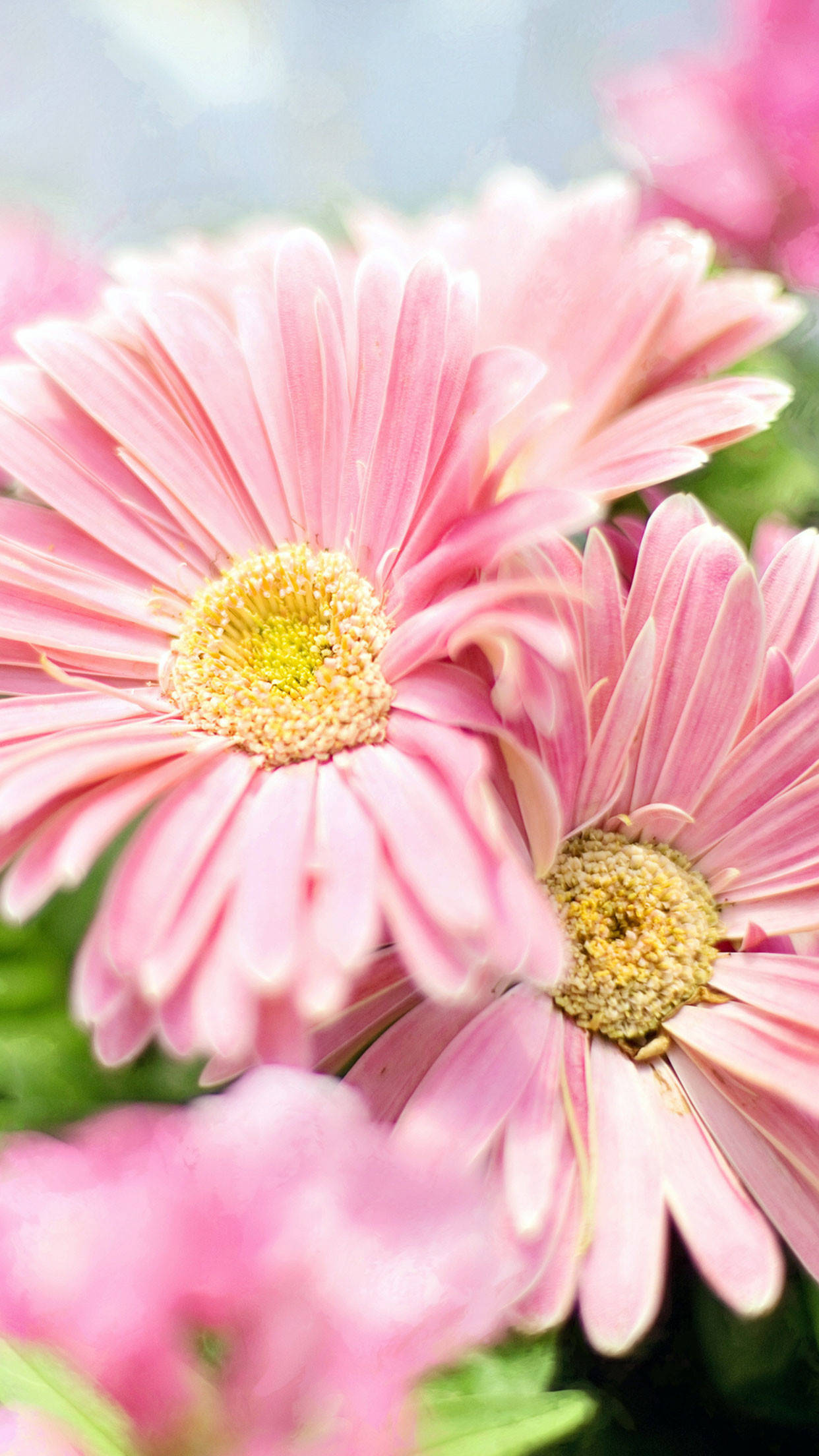 Gul knopp på rosa blomst iPhone Bakgrunner