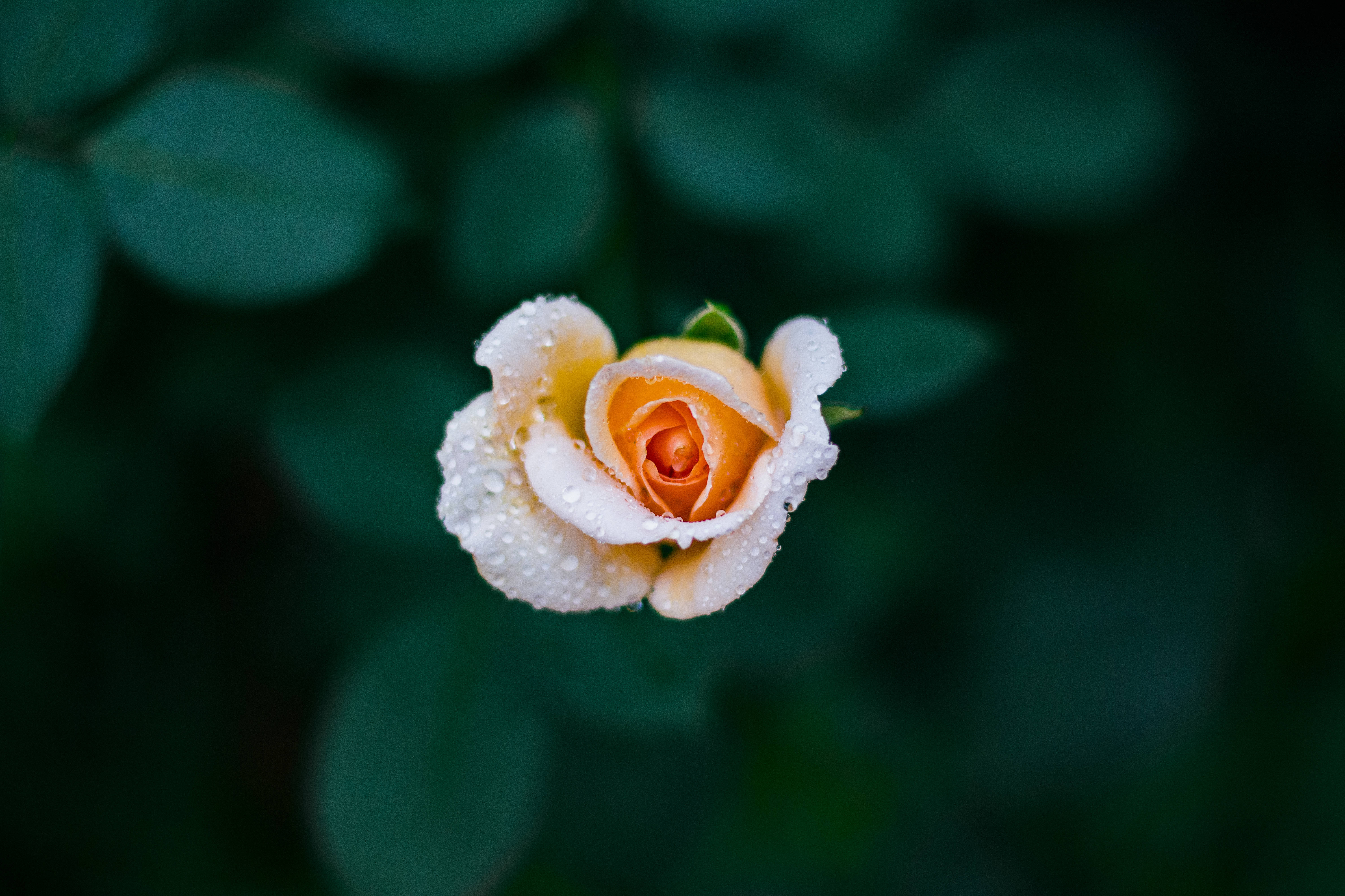 Gul knopprose Bakgrunner