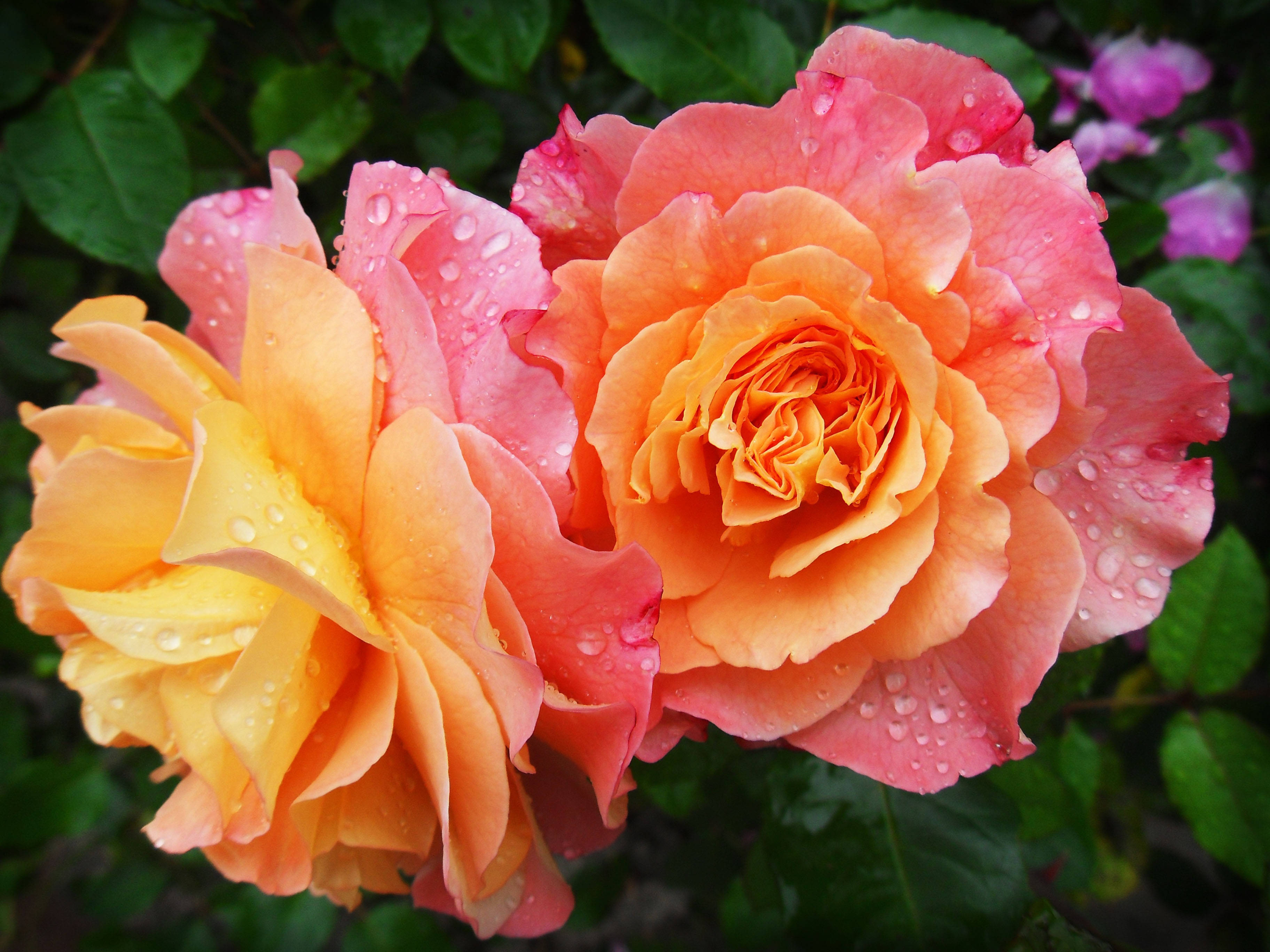 Gul og rosa roseestetikk Bakgrunner