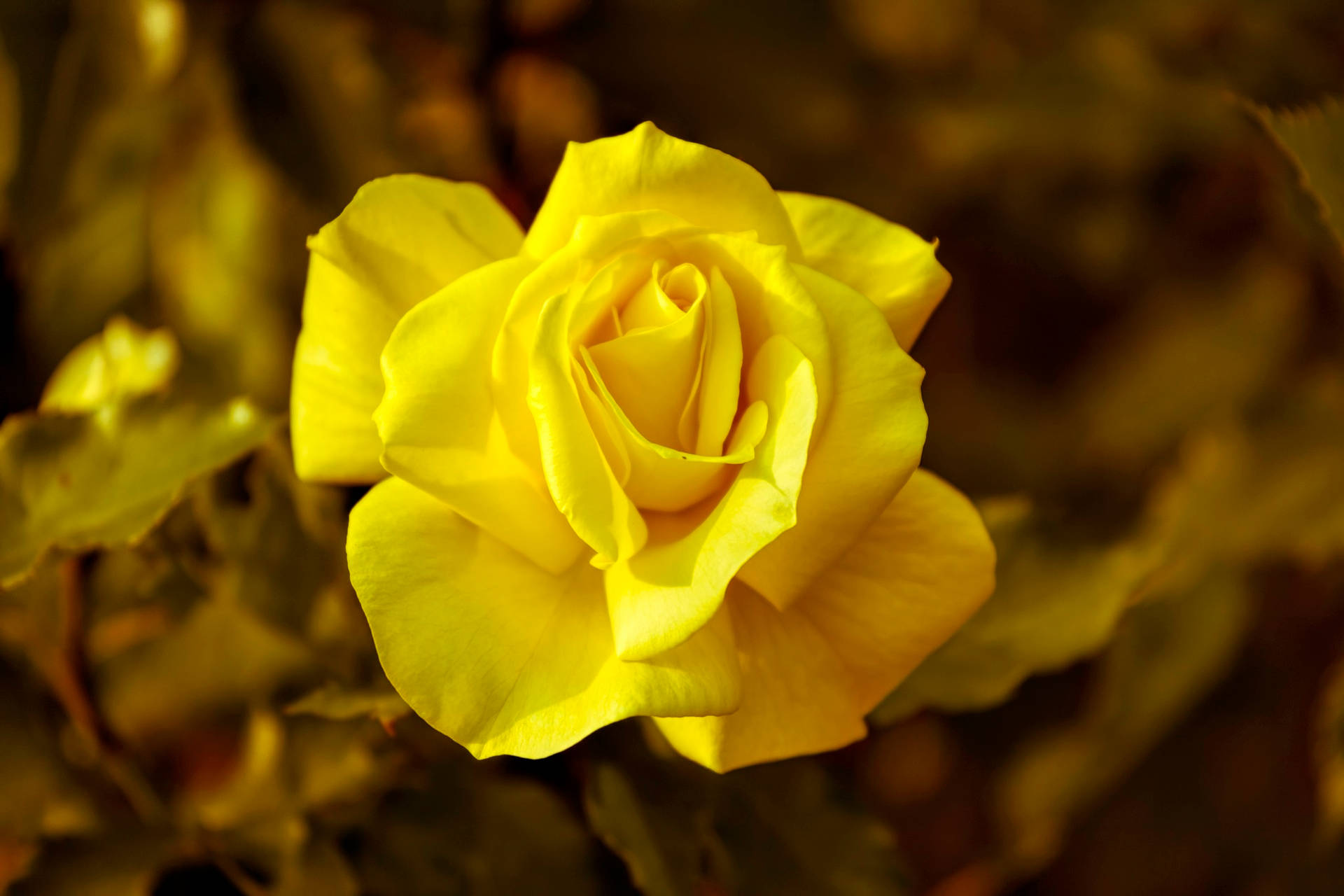 Gul roseblomst bakgrunn