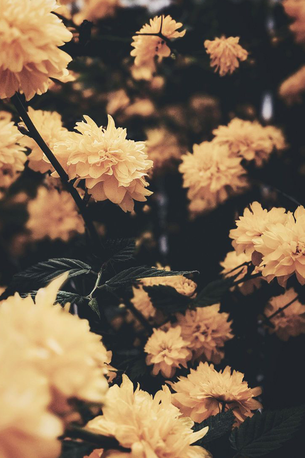 gule blomster i hagen Bakgrunner