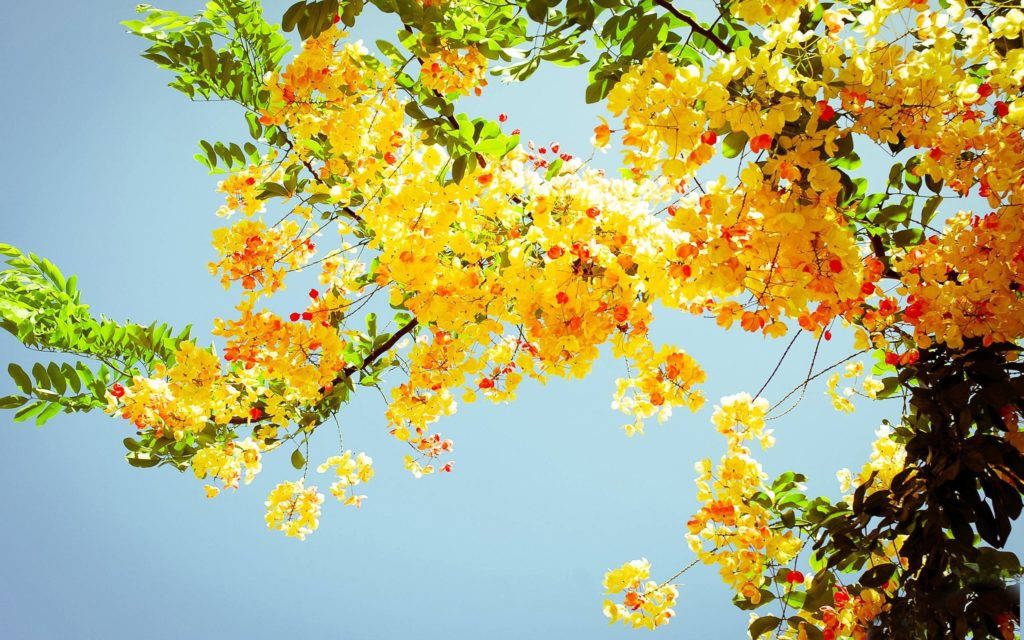 Gule blomster tre sommer skrivebord Bakgrunner