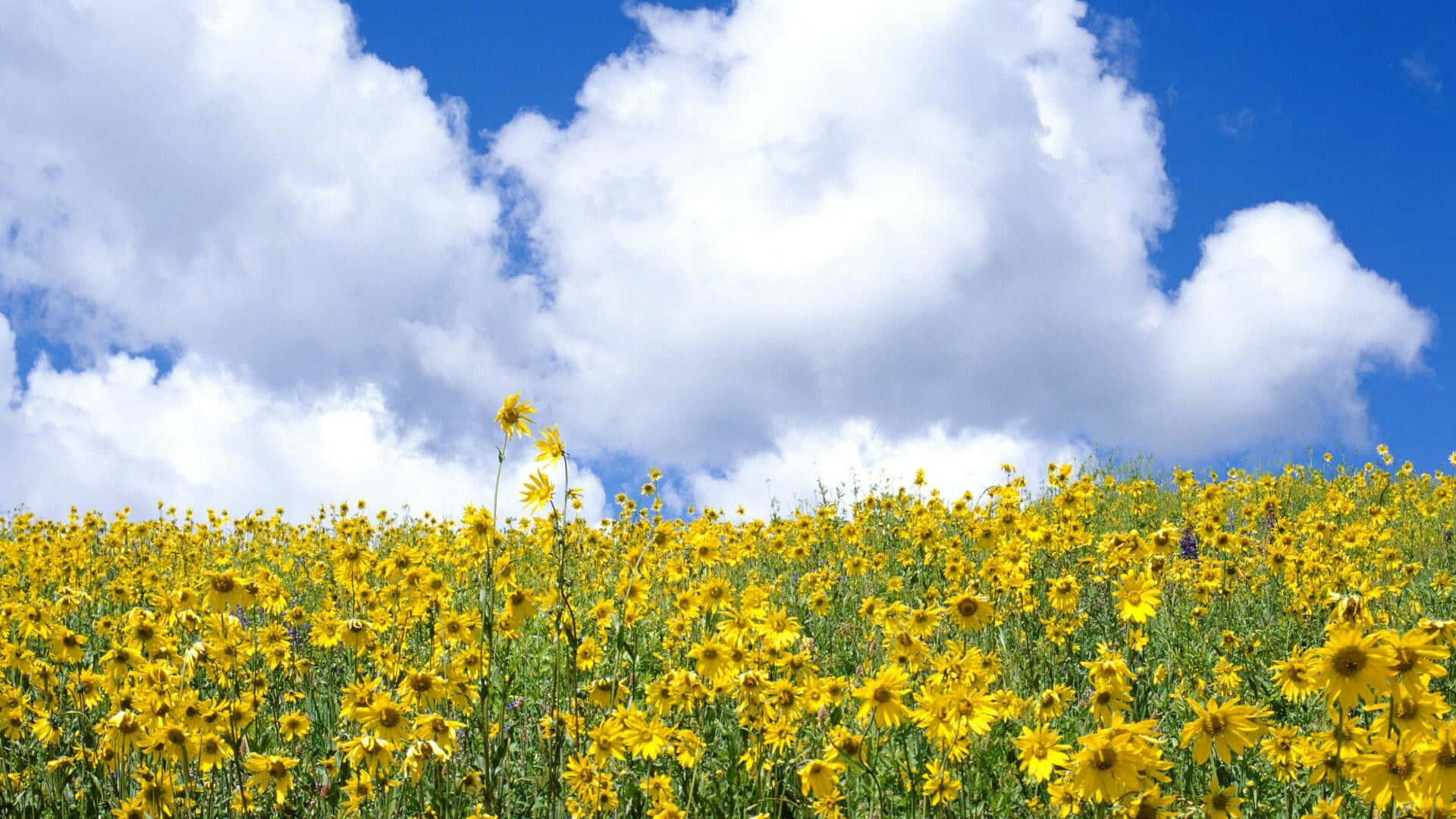 Gule villblomster sommerbilde Bakgrunner