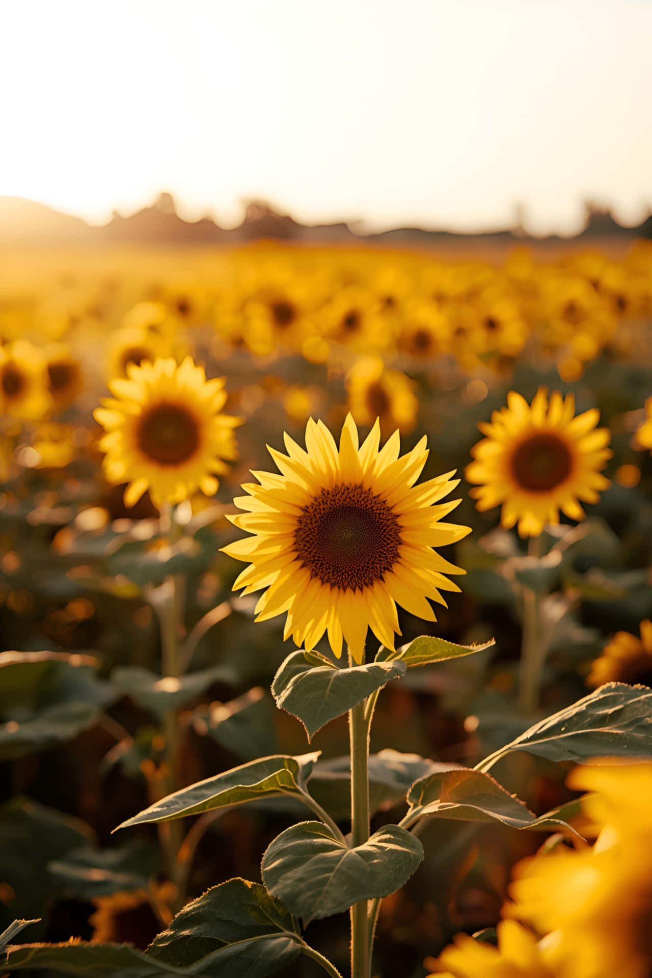 Gullent solsikkeåker ved solnedgang bakgrunnsbilde Bakgrunner