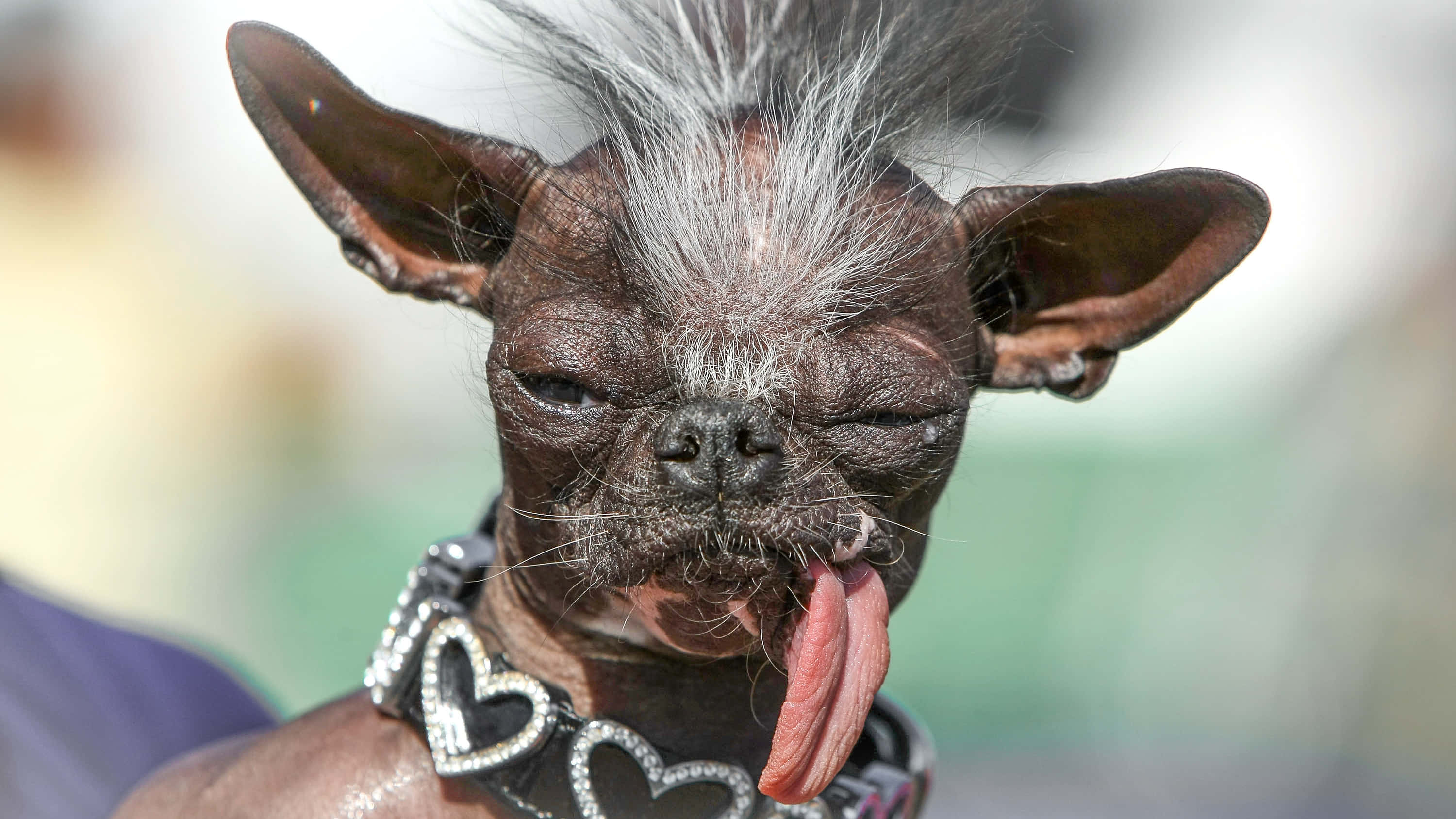 Gus – Verdens styggeste hund Bakgrunner