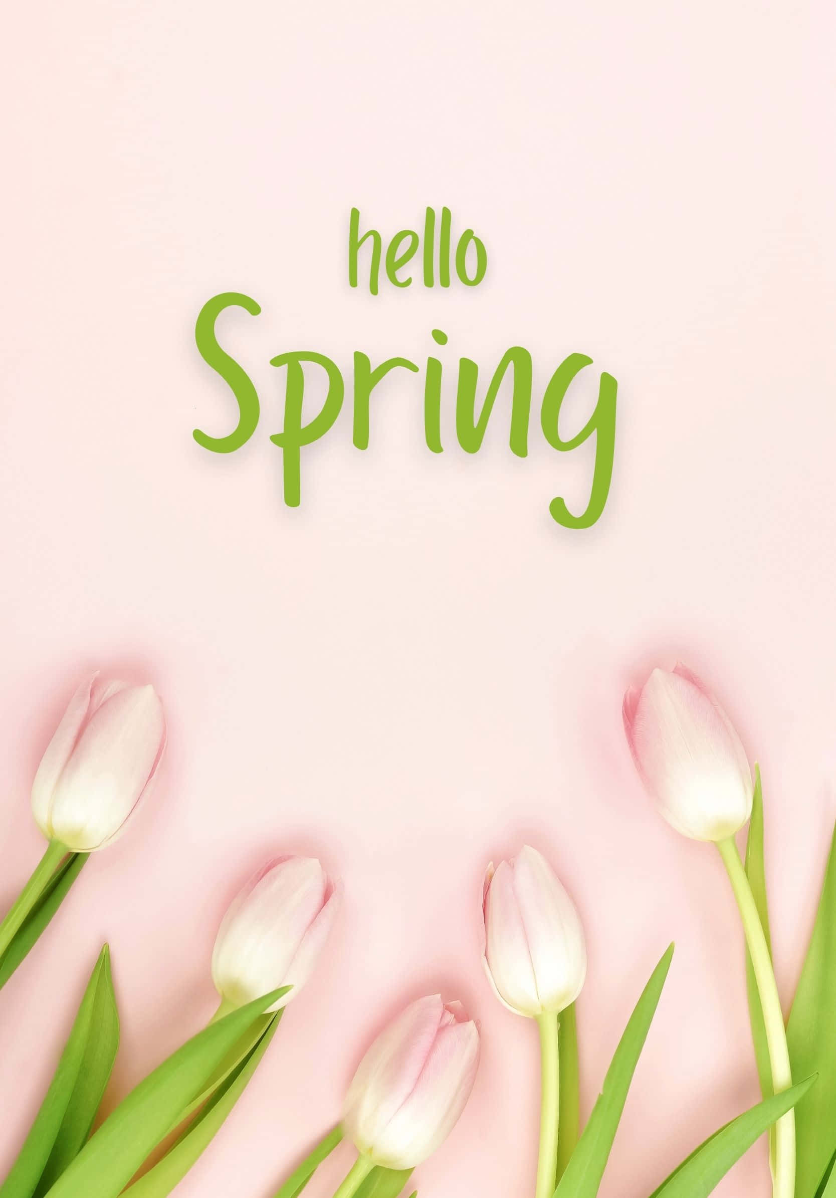 Hallo Best Spring Rosa Tulipanbakgrunn Bakgrunner