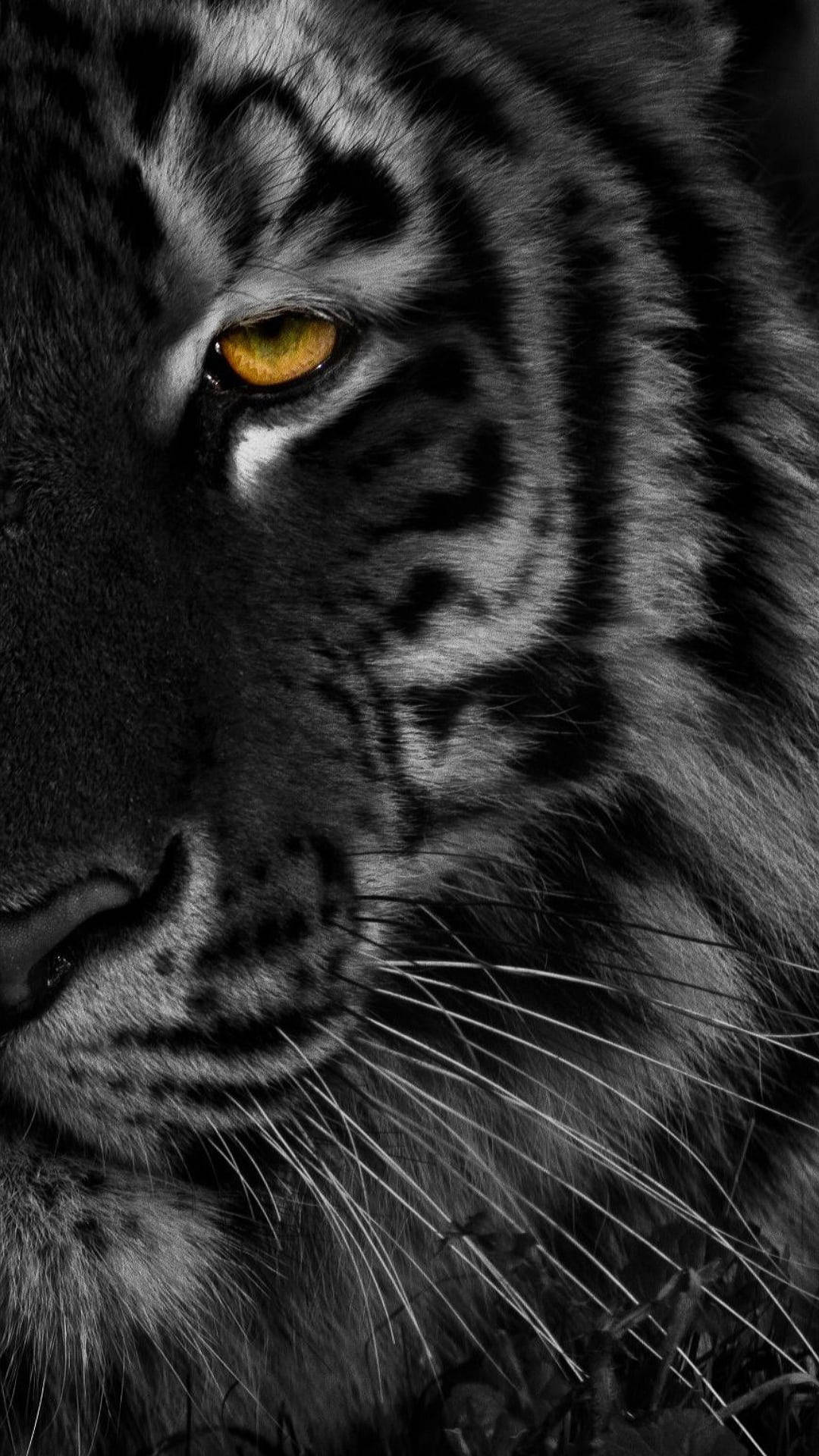 Halvt ansikt av svart tiger