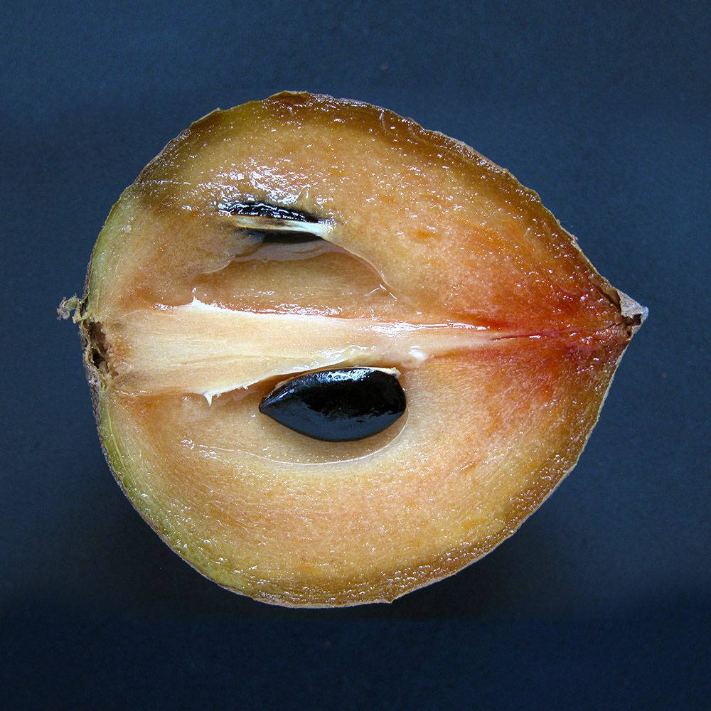 Halvt oppskåret sapodillafrukt Bakgrunner