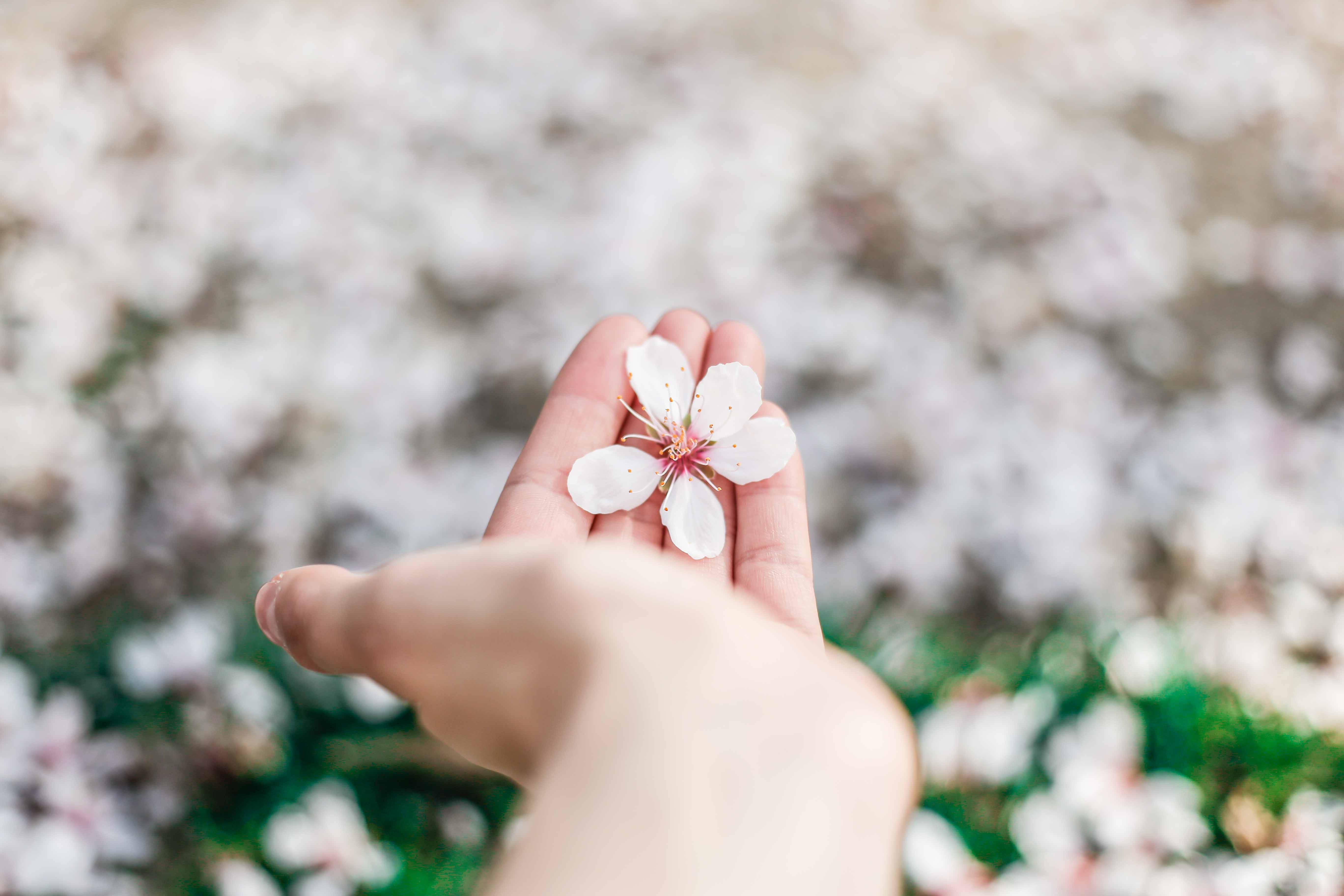 Hånd som holder en fallen vårblomst Bakgrunner