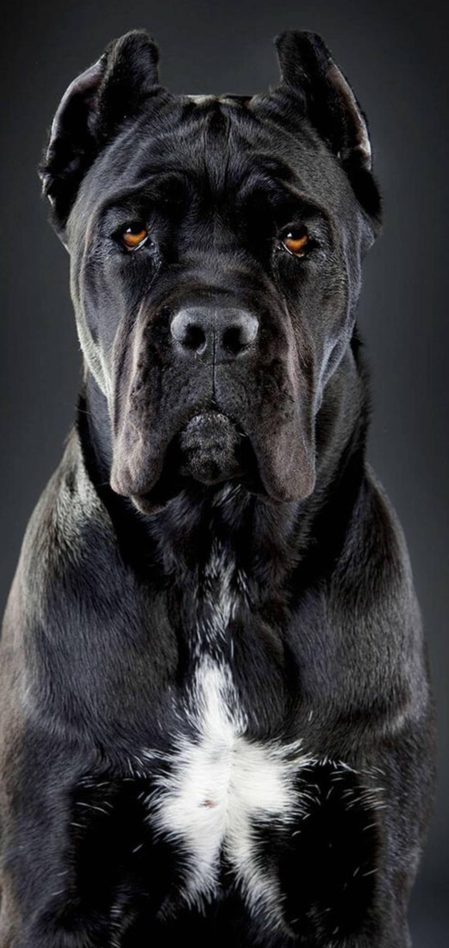 Handsome Cane Corso Dog Bakgrunner