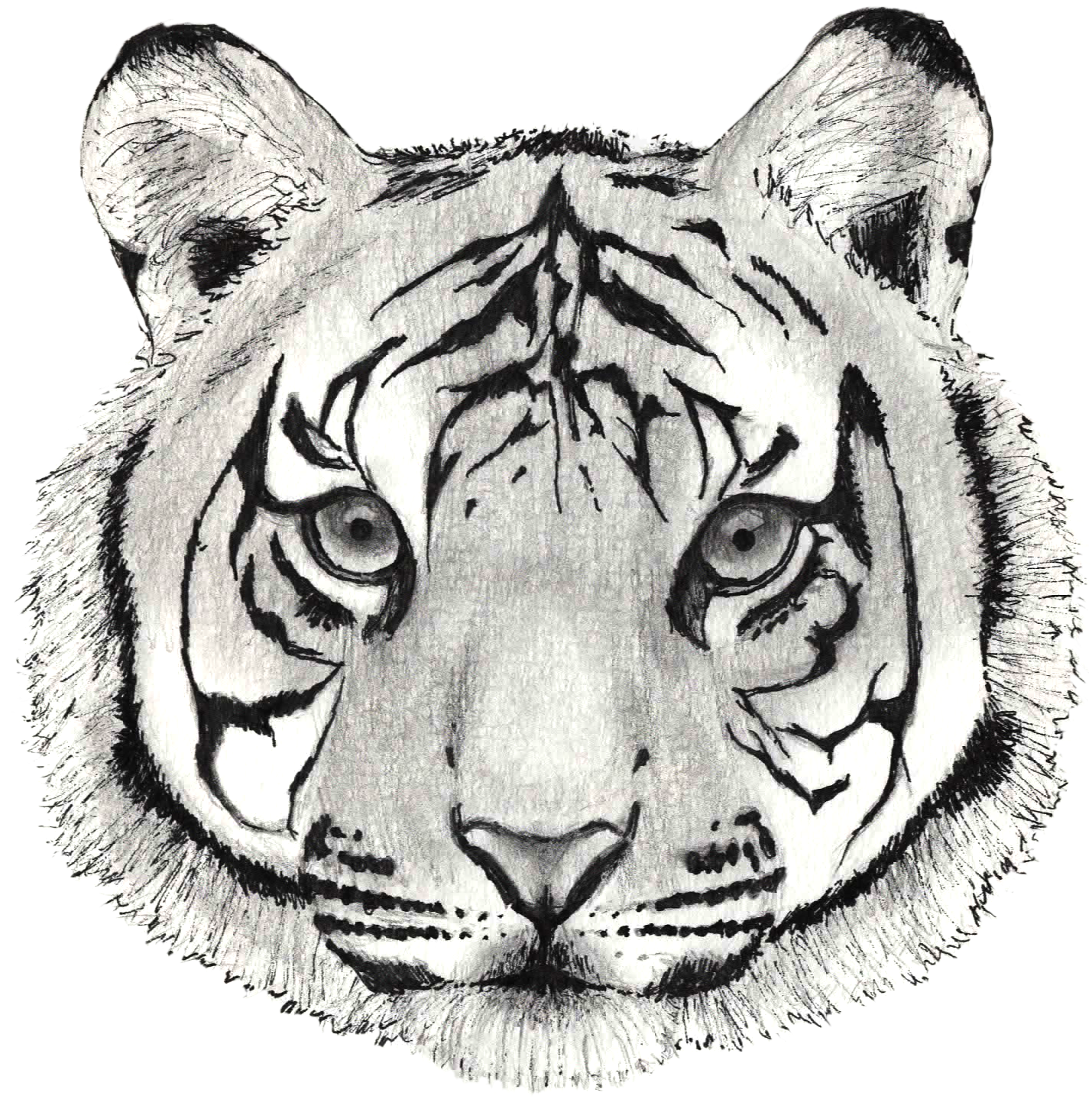 Håndtegnet tigerskisse ansikt Bakgrunner