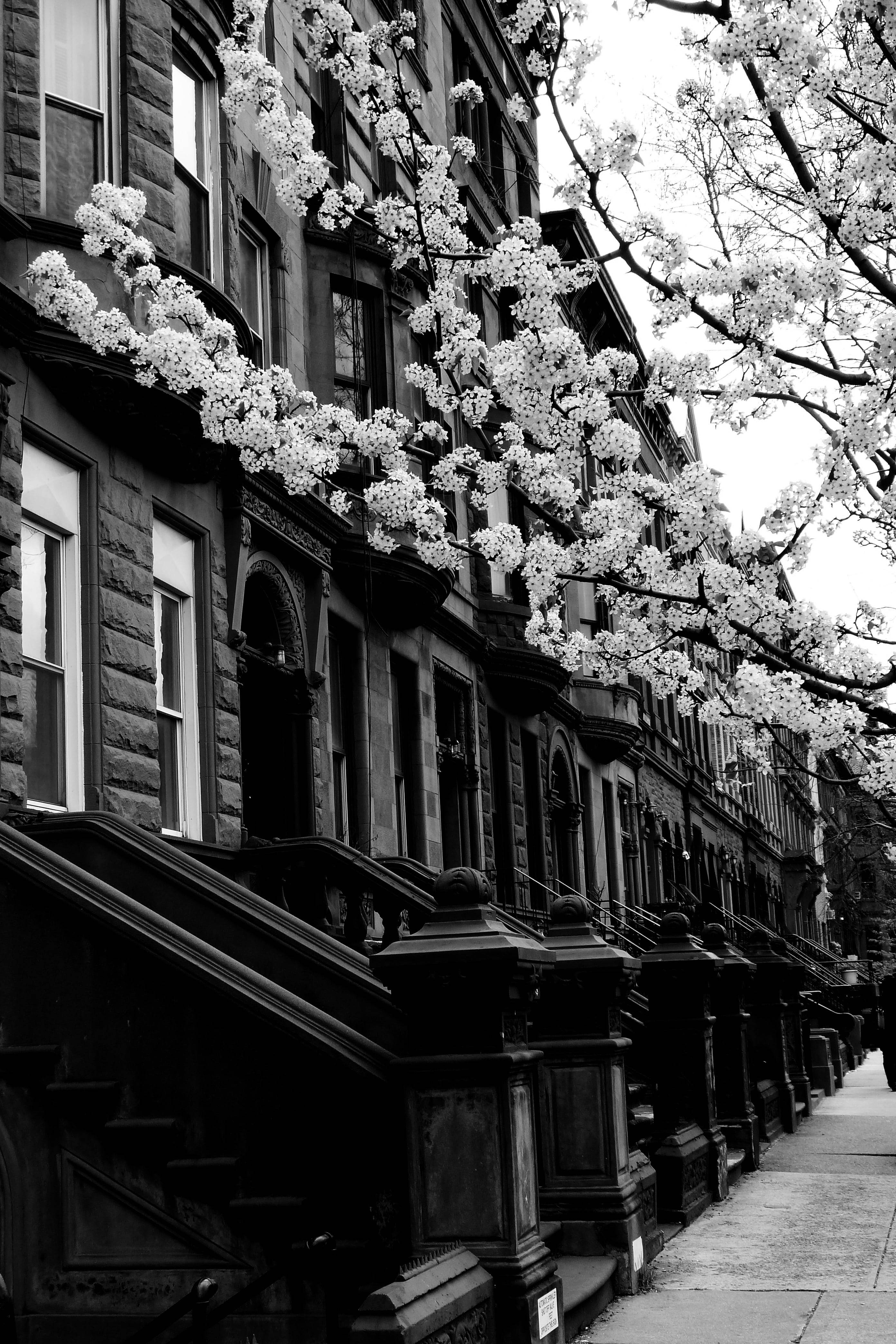 Harlem nabolag New York svart og hvitt Bakgrunner