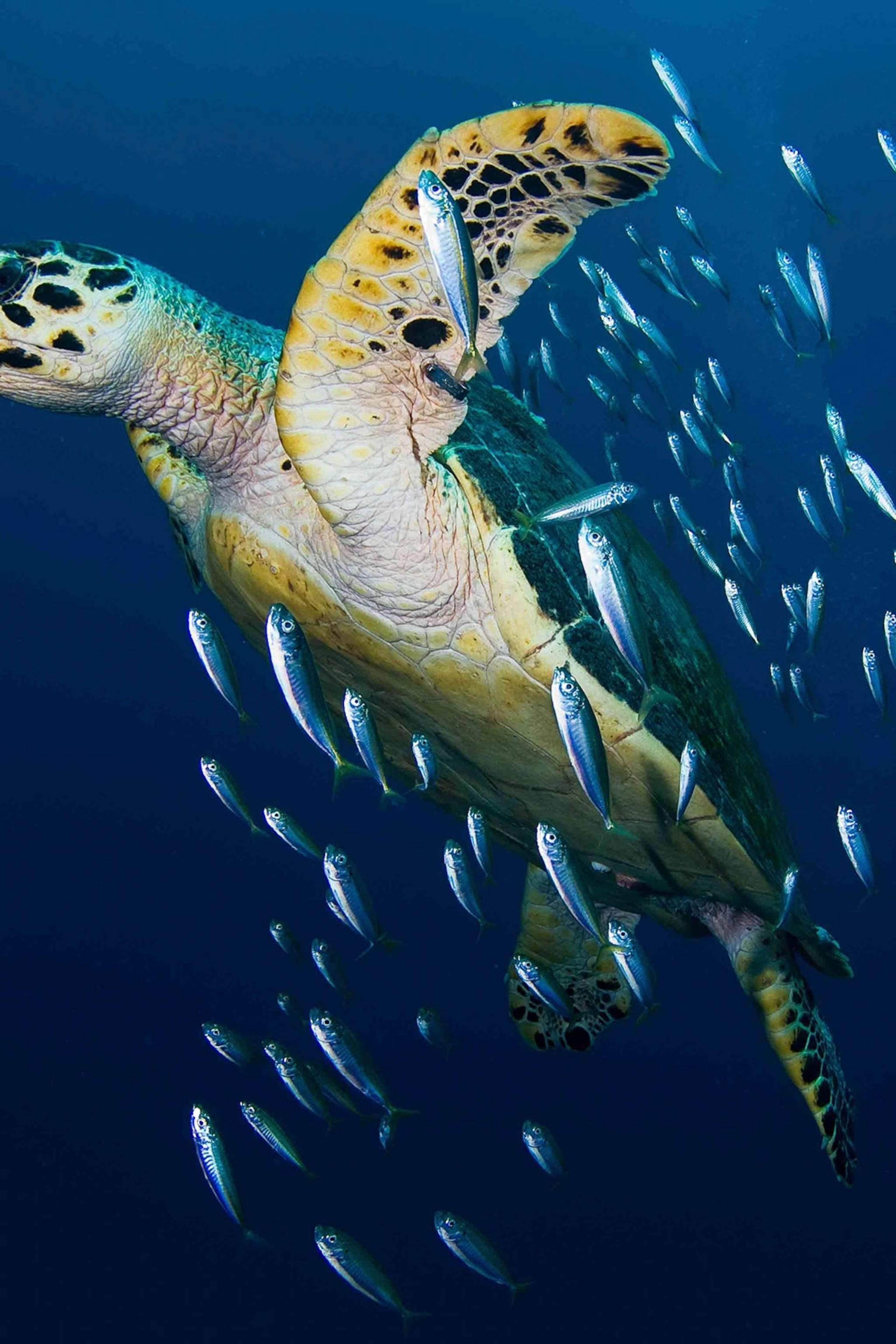 Hawksbill Havvann Skilpadde Fotografi Bakgrunner
