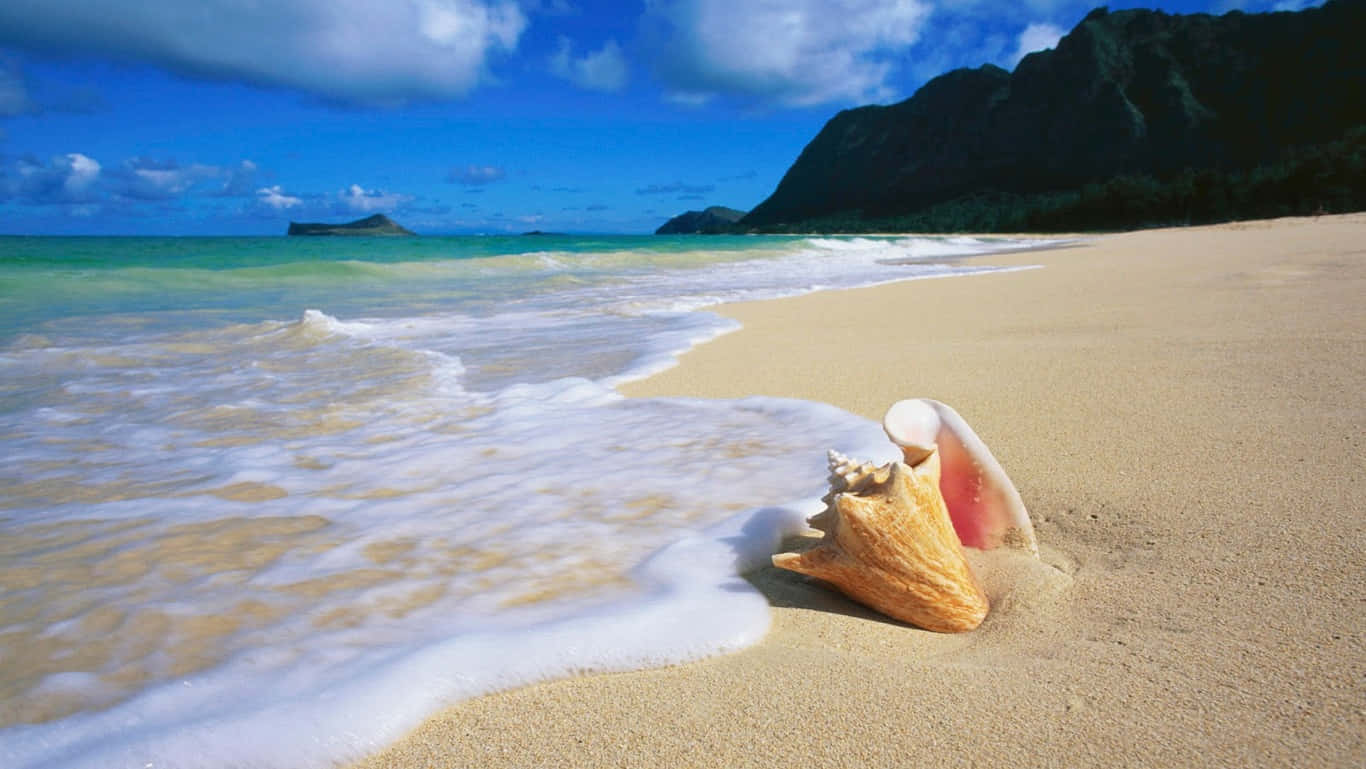 HD-strand med Oahu-skjell Bakgrunner