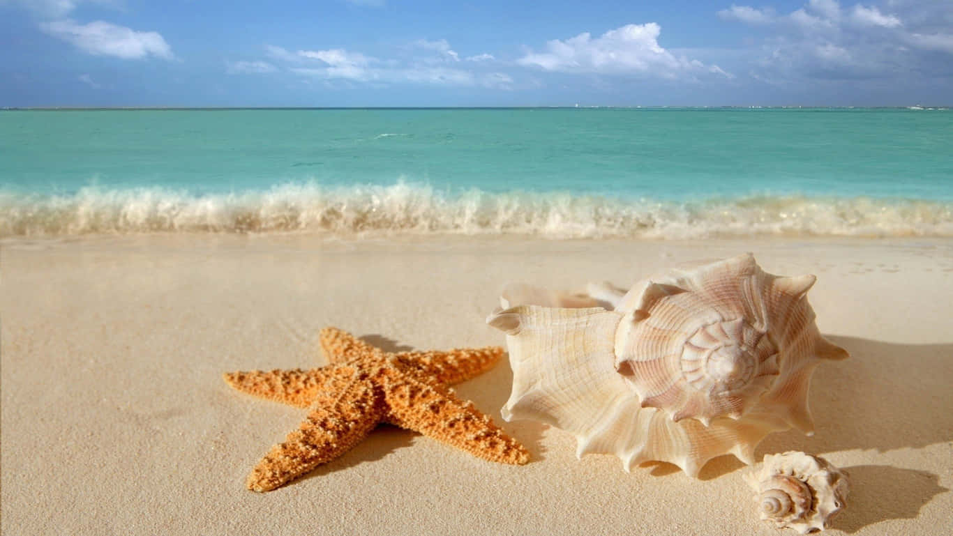 HD Strand med sjøstjerne og skjell Bakgrunner