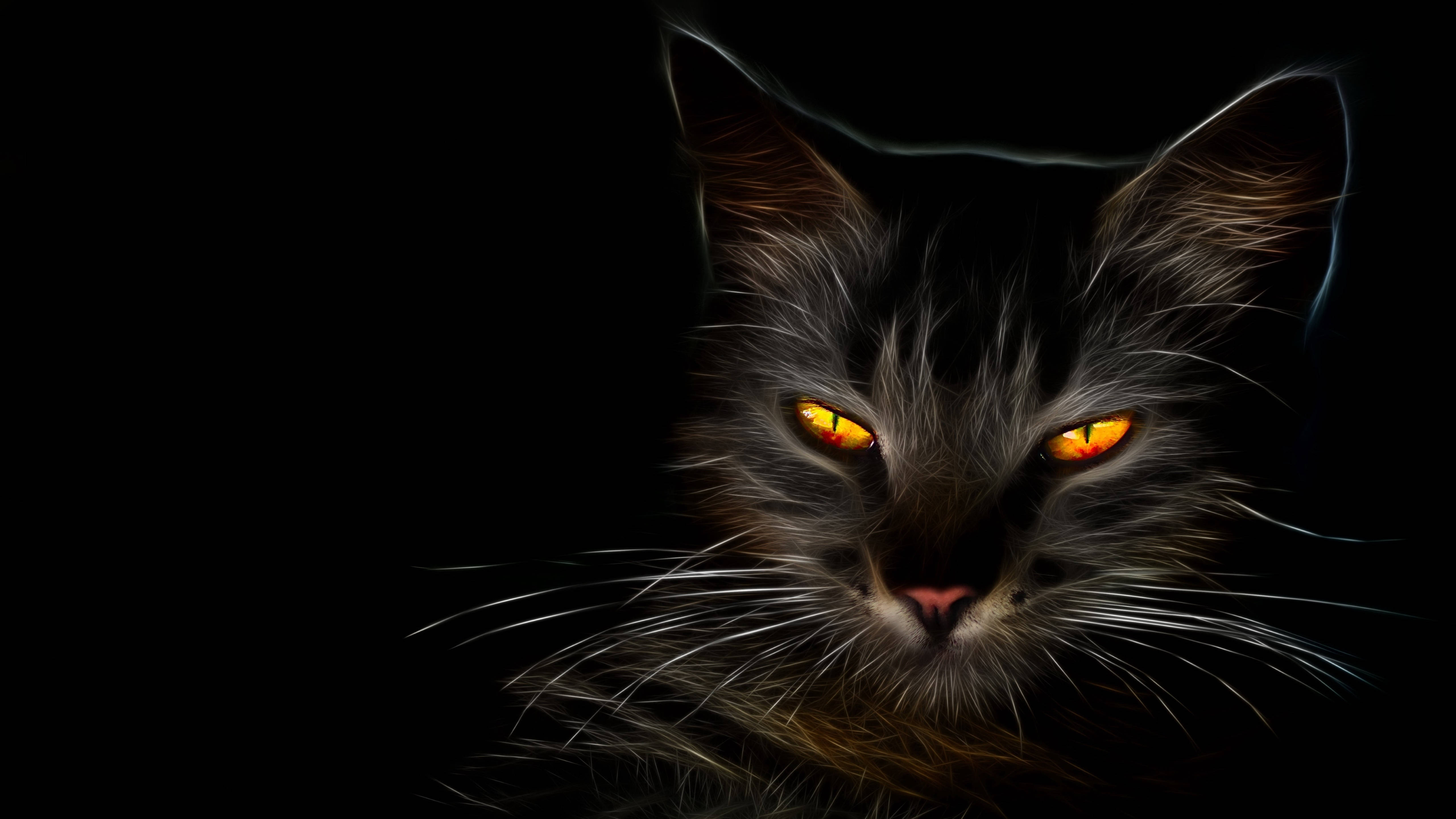 HD Svart Katt Bakgrunner
