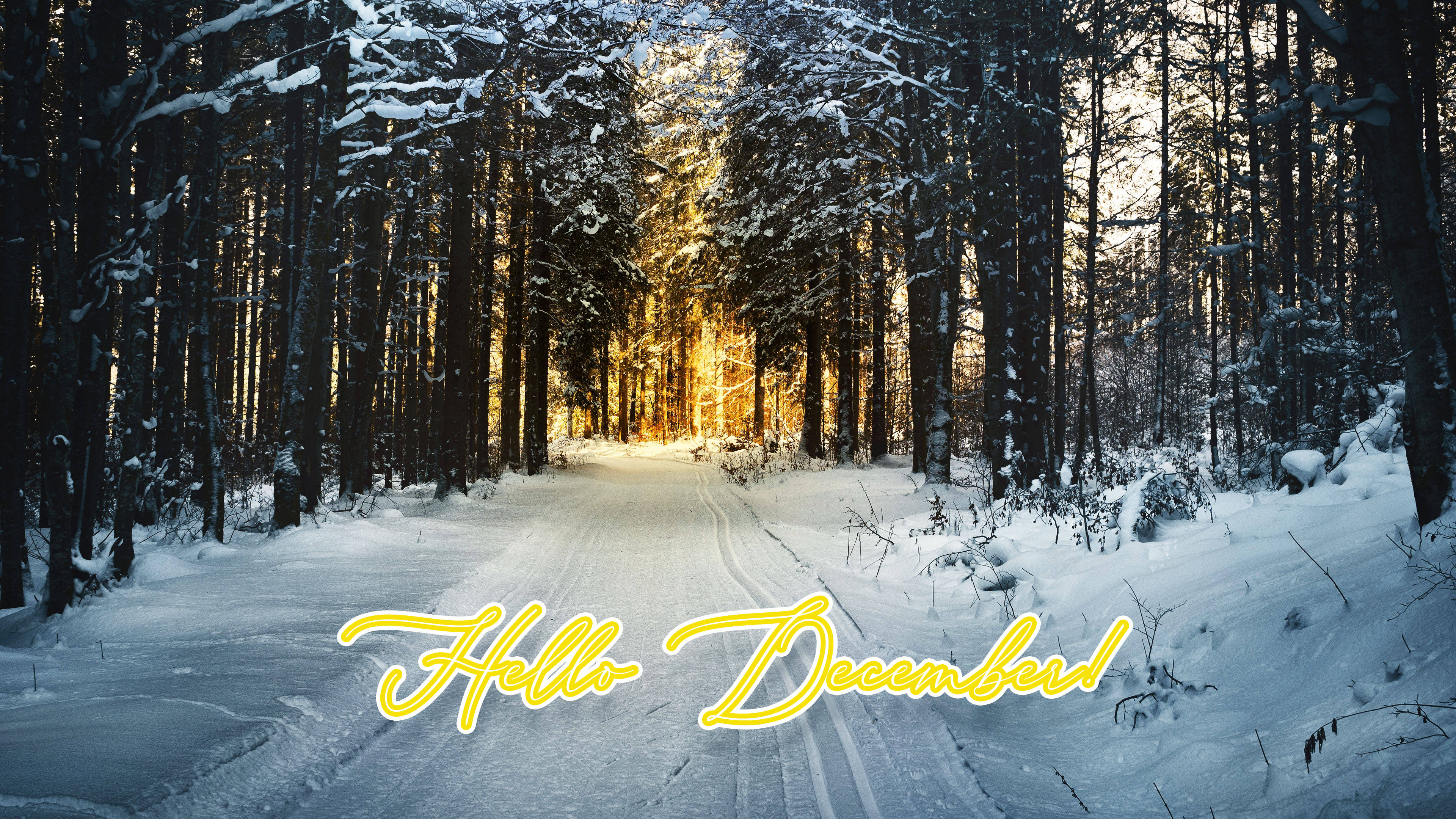 Hei Desember Vinterskog Bakgrunner