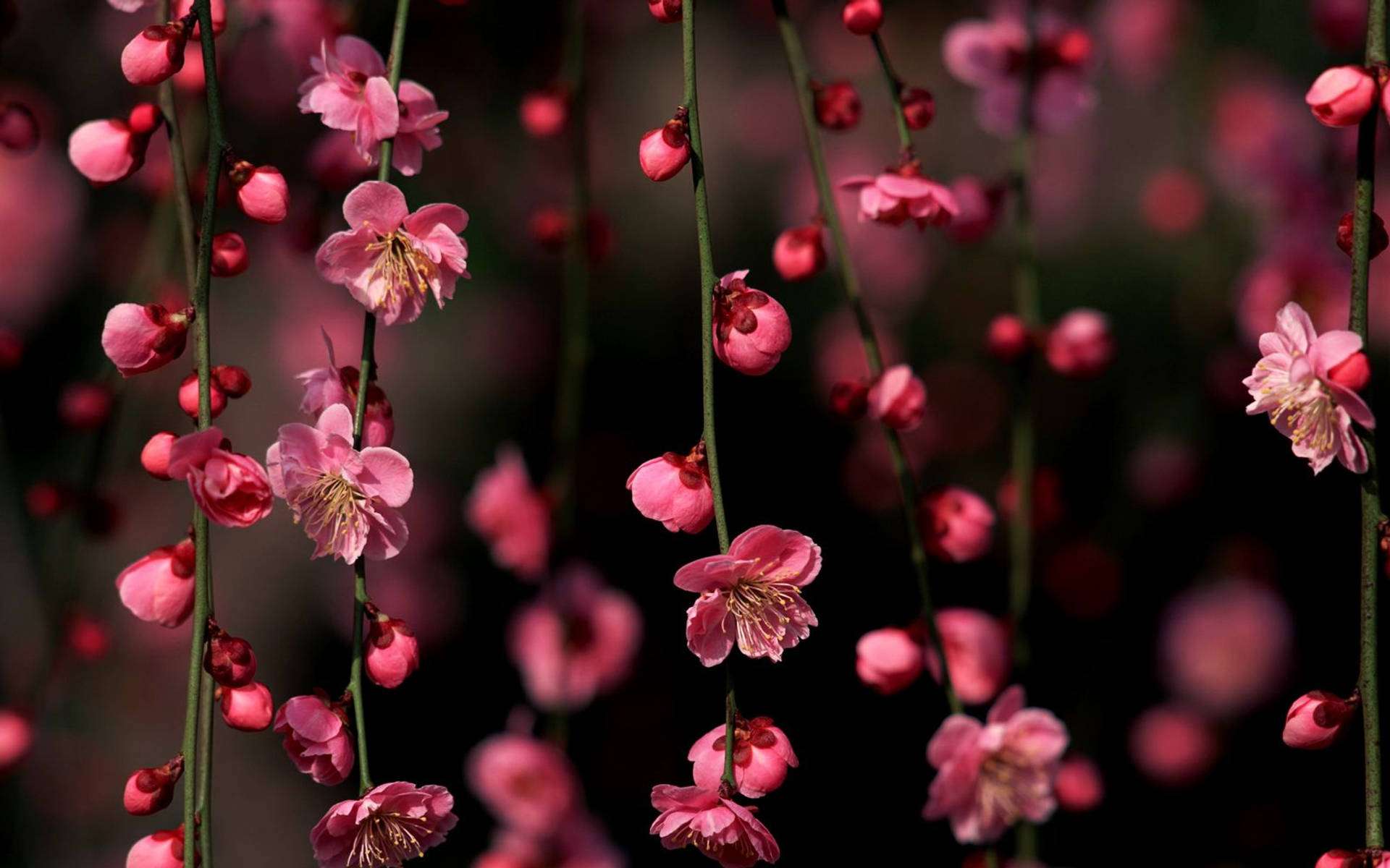 Hengende kirsebærblomster Bakgrunner
